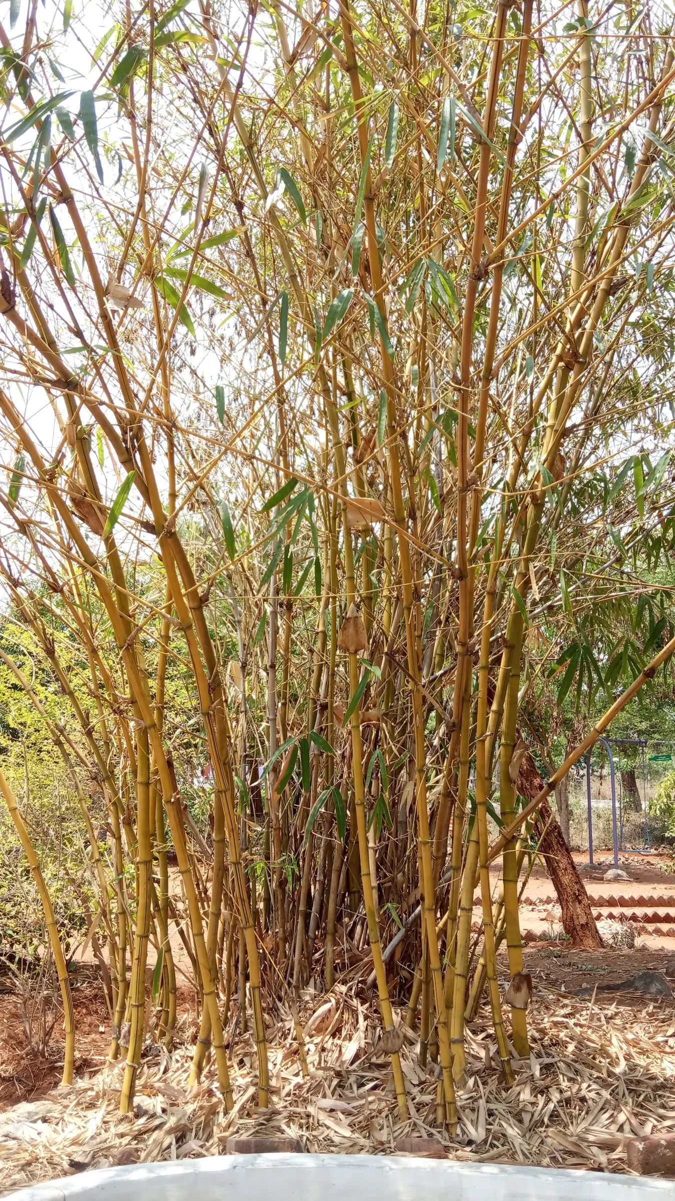 Painted Bamboo (Bambusa Vulgaris 'Vittata') — <br><br>Painted Bamboo's tall