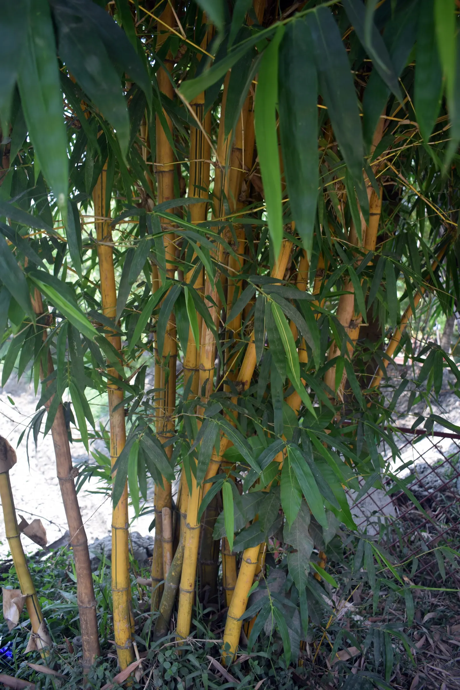 Painted Bamboo (Bambusa Vulgaris 'Vittata') — making this bamboo a substantial presence in a garden setting.<br><br>Ideal for USDA Hardiness Zones, image 67