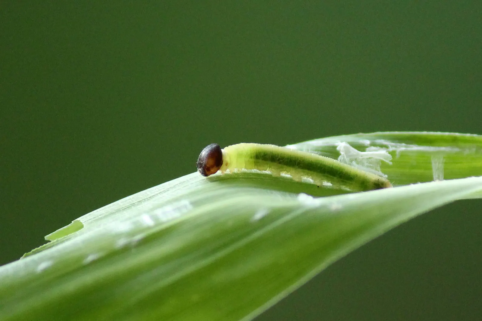 Painted Bamboo (Bambusa Vulgaris 'Vittata') — bamboo for full; striking form provides excellent visual interest and can be utilized for privacy, image 78