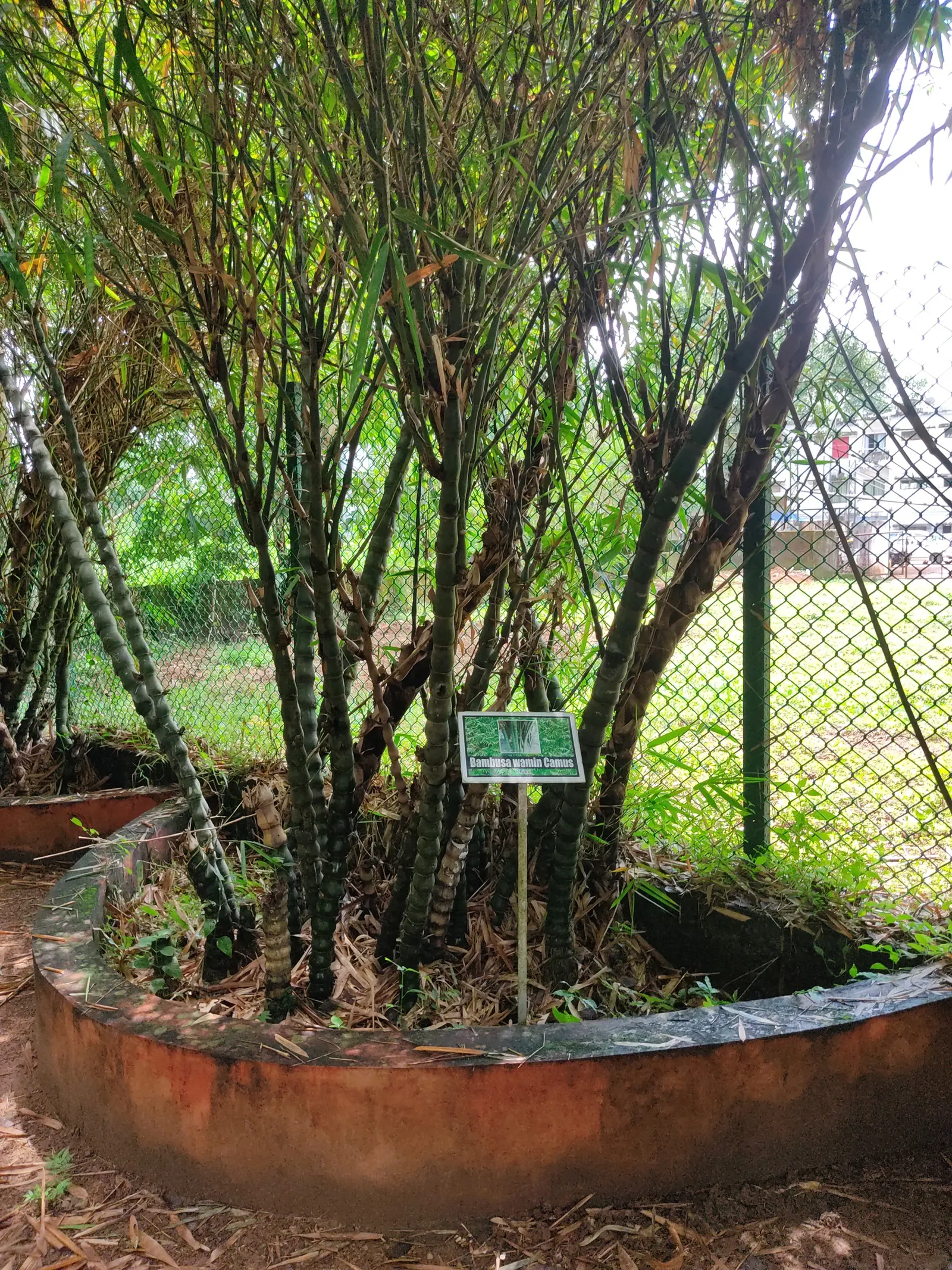 Painted Bamboo (Bambusa Vulgaris 'Vittata') — or simply as a focal point in the garden