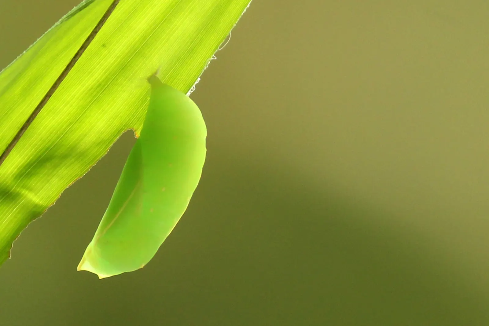 Painted Bamboo (Bambusa Vulgaris 'Vittata') — it's fast-growing and resilient; consider its rapid growth and expansive nature
