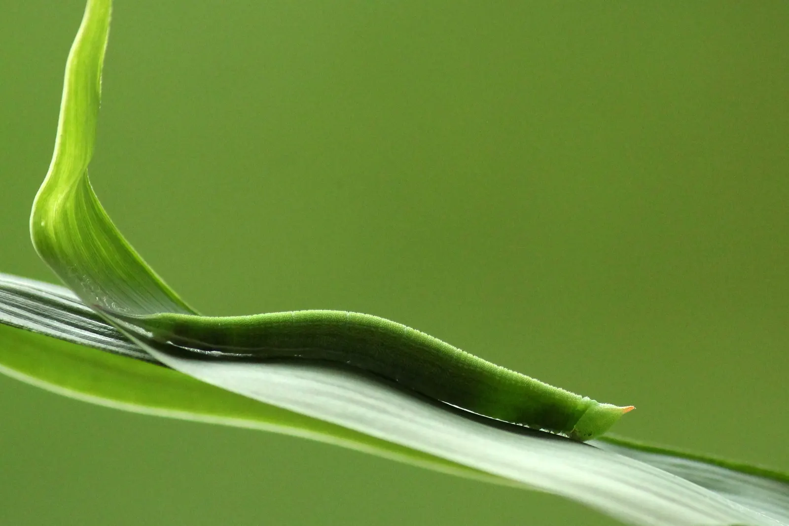 Painted Bamboo (Bambusa Vulgaris 'Vittata') — it's relatively low maintenance