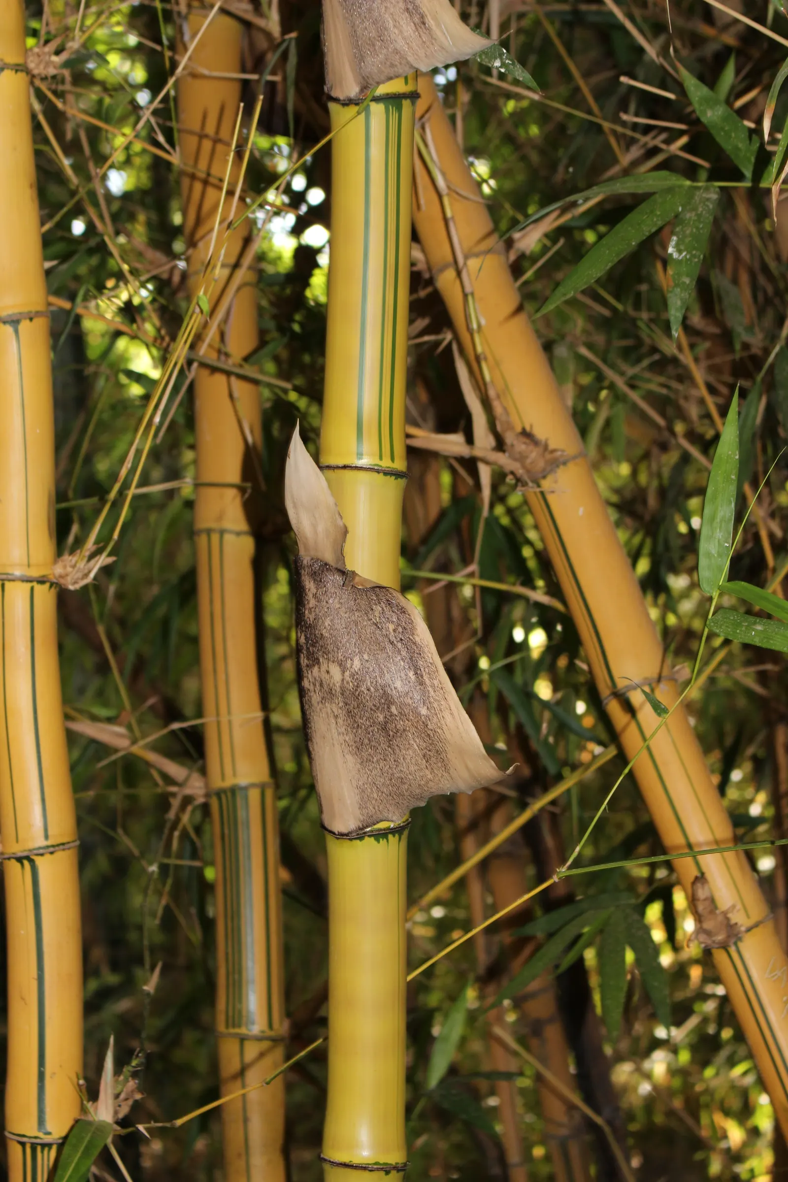 Painted Bamboo (Bambusa Vulgaris 'Vittata') — yet manageable with regular maintenance; painted Bamboo (Bambusa vulgaris 'vittata') is a striking, image 60