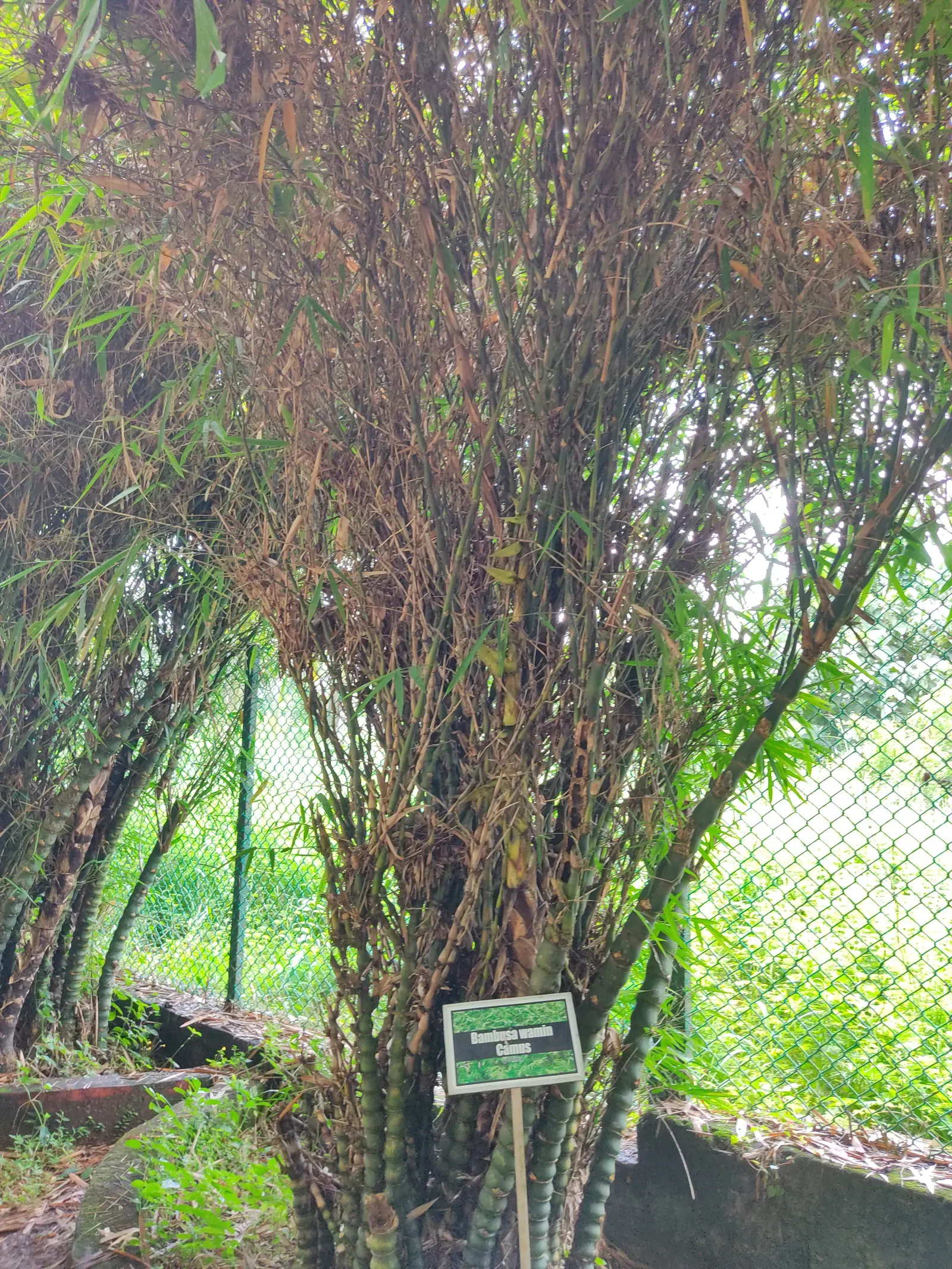 Painted Bamboo (Bambusa Vulgaris 'Vittata') — Regular pruning can help maintain its shape and encourage a denser, more lush appearance
