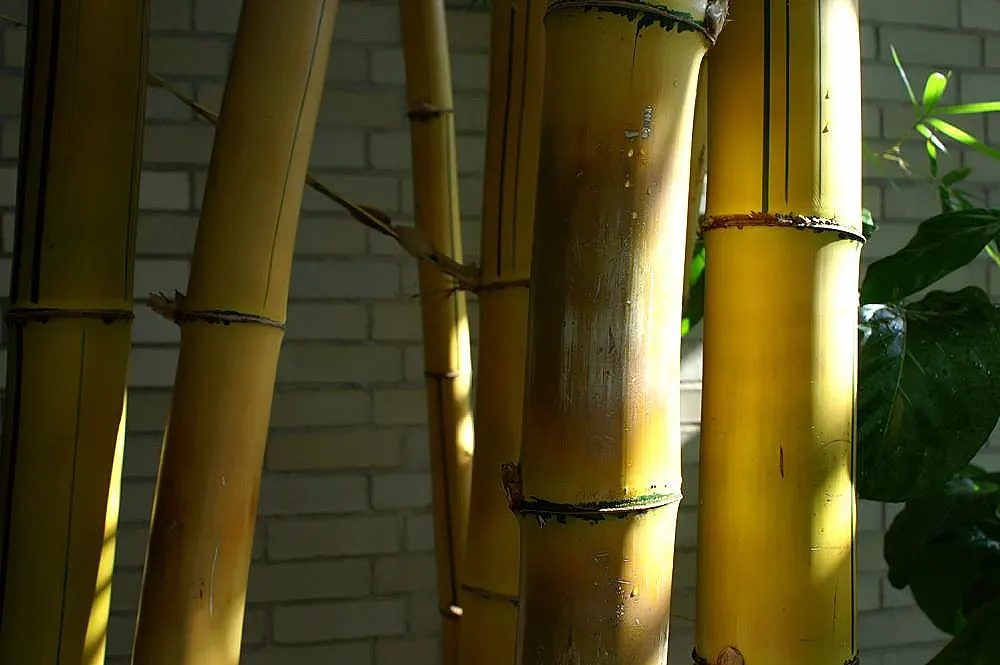 Painted Bamboo (Bambusa Vulgaris 'Vittata') — Ideal as a focal point or privacy screen; which seem meticulously hand-painted by nature's brush, image 84