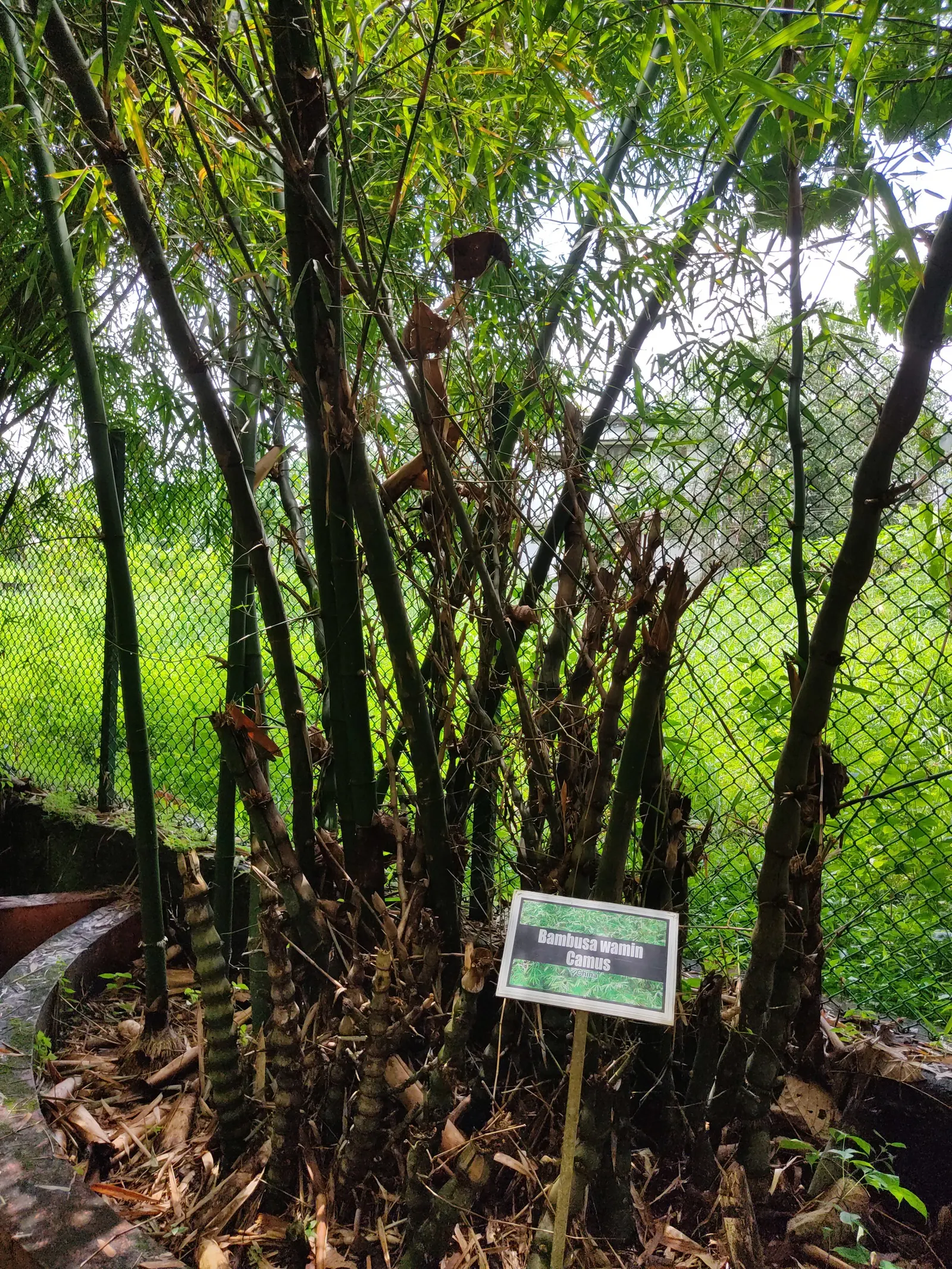 Painted Bamboo (Bambusa Vulgaris 'Vittata') — Regular pruning can help maintain its shape and encourage a denser, more lush appearance; painted, image 77