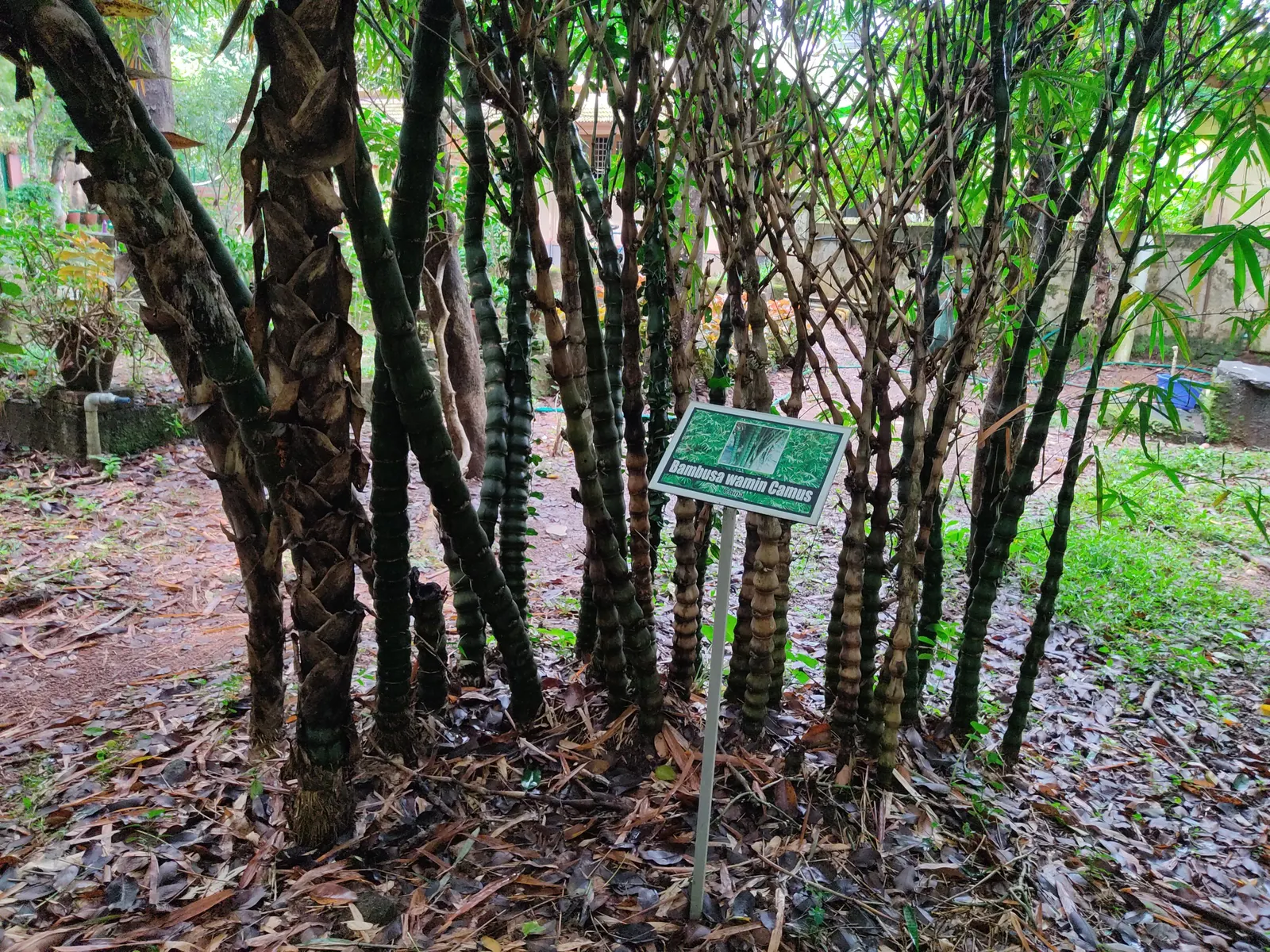 Painted Bamboo (Bambusa Vulgaris 'Vittata') — bamboo for full; striking form provides excellent visual interest and can be utilized for privacy screens