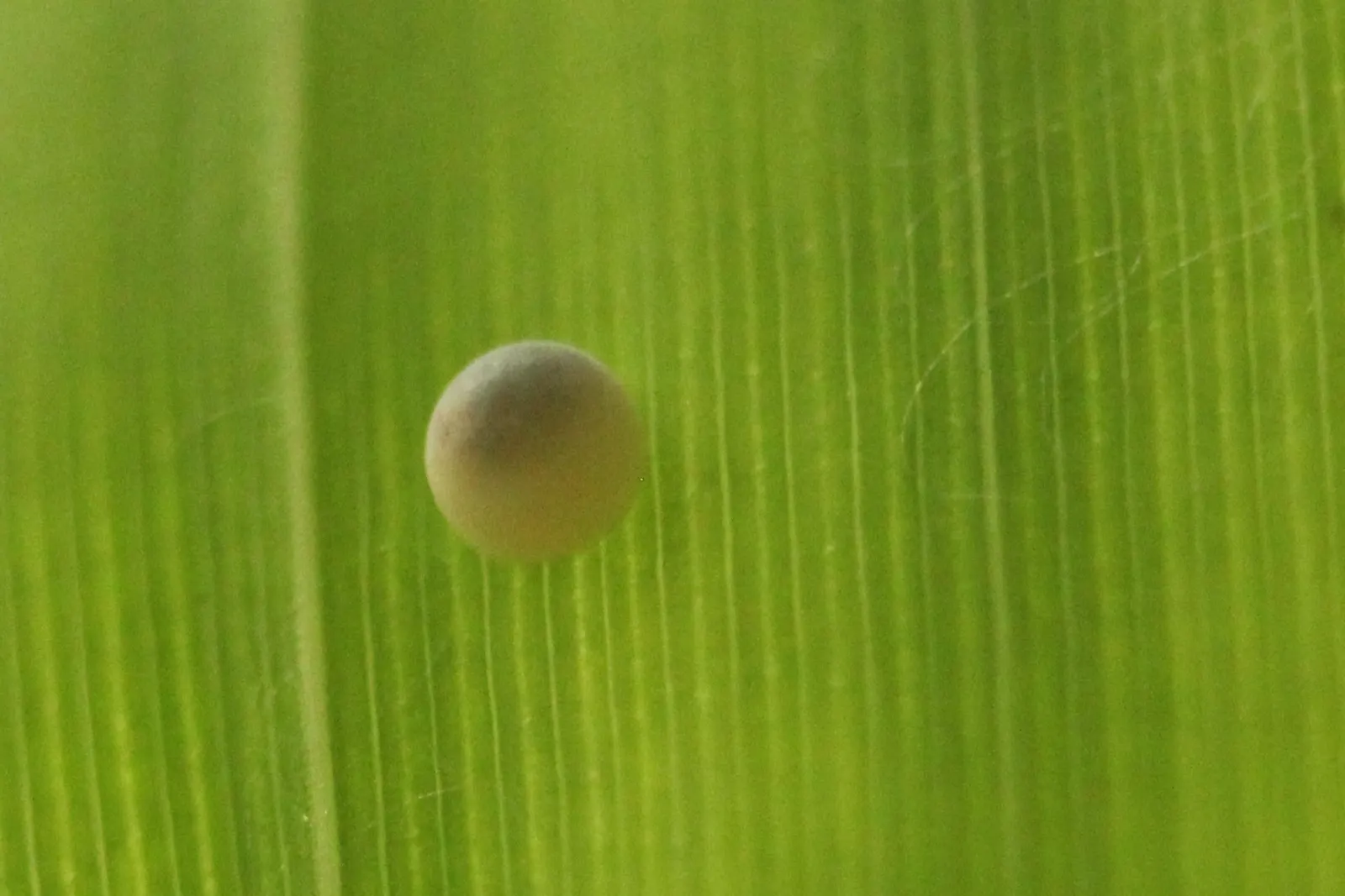 Painted Bamboo (Bambusa Vulgaris 'Vittata') — Painted Bamboo (Bambusa vulgaris 'vittata') is a striking