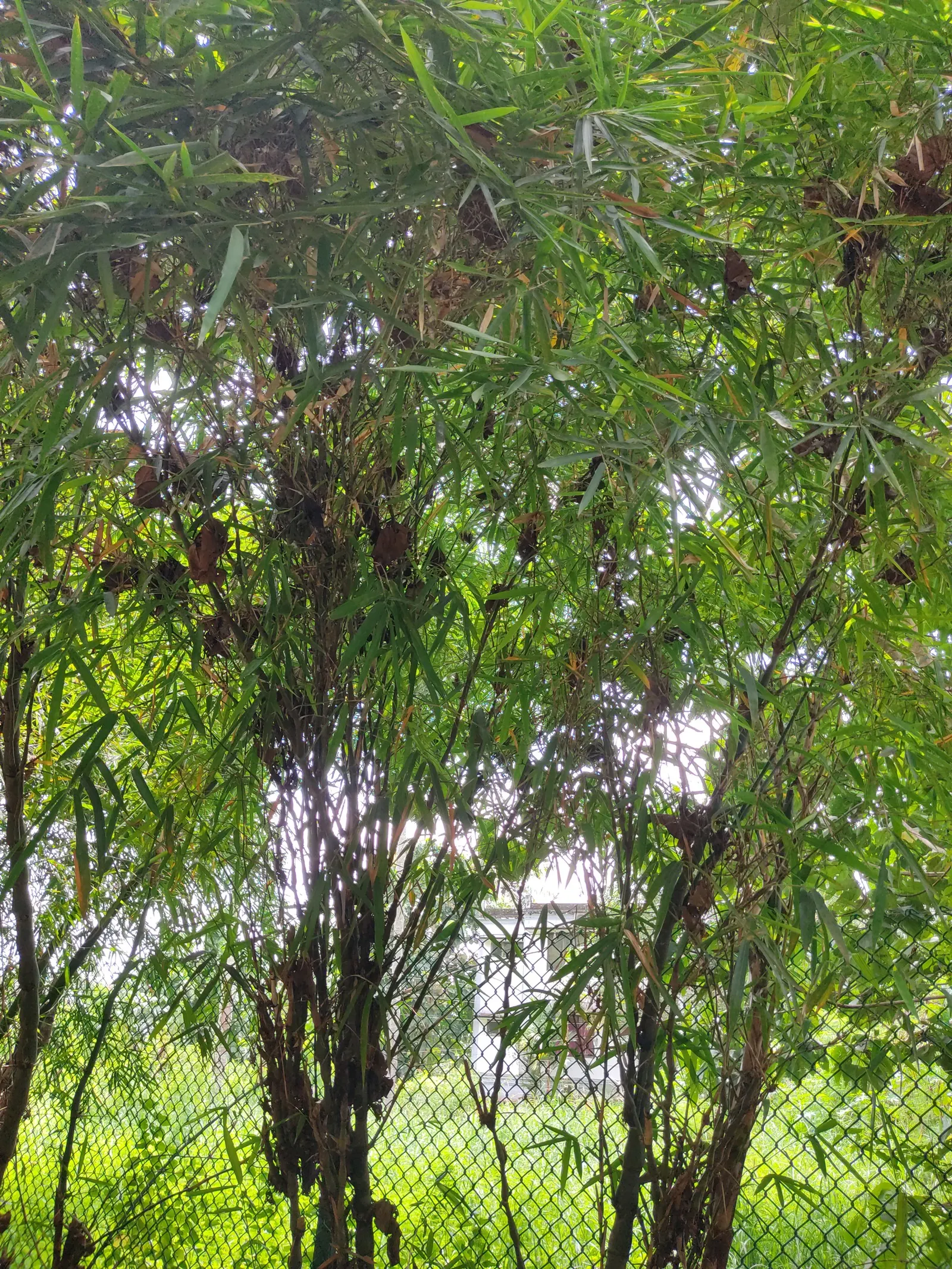 Painted Bamboo (Bambusa Vulgaris 'Vittata') — clumping bamboo highly prized for its bright yellow canes adorned with random green stripes; this, image 54