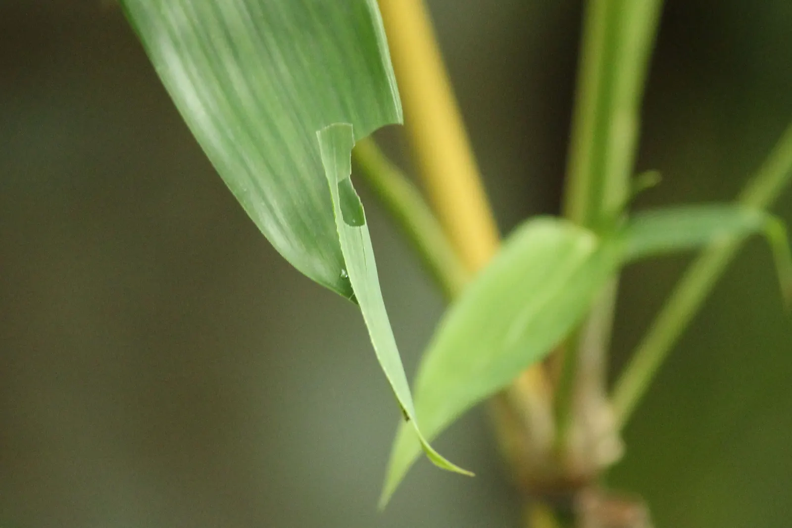 Painted Bamboo (Bambusa Vulgaris 'Vittata') — This clumping bamboo is renowned for its vivid; <br><br>Painted Bamboo's tall, image 63