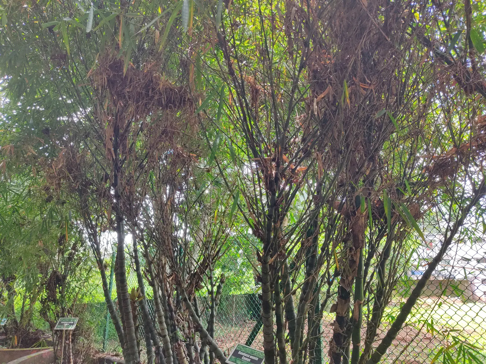 Painted Bamboo (Bambusa Vulgaris 'Vittata') — clumping bamboo highly prized for its bright yellow canes adorned with random green stripes