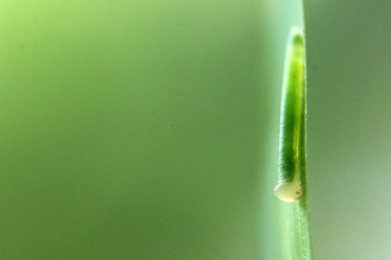 Painted Bamboo (Bambusa Vulgaris 'Vittata') — yet manageable with regular maintenance; painted Bamboo (Bambusa vulgaris 'vittata') is a striking