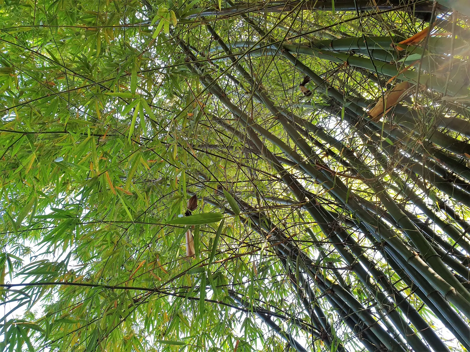 Painted Bamboo (Bambusa Vulgaris 'Vittata') — Regular pruning can help maintain its shape and encourage a denser, more lush appearance; painted Bamboo thrives