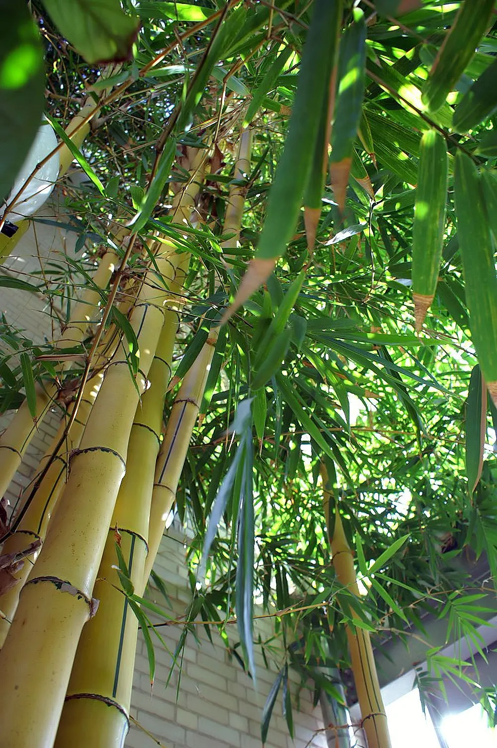Painted Bamboo (Bambusa Vulgaris 'Vittata') — This clumping bamboo is renowned for its vivid; <br><br>Painted Bamboo's tall