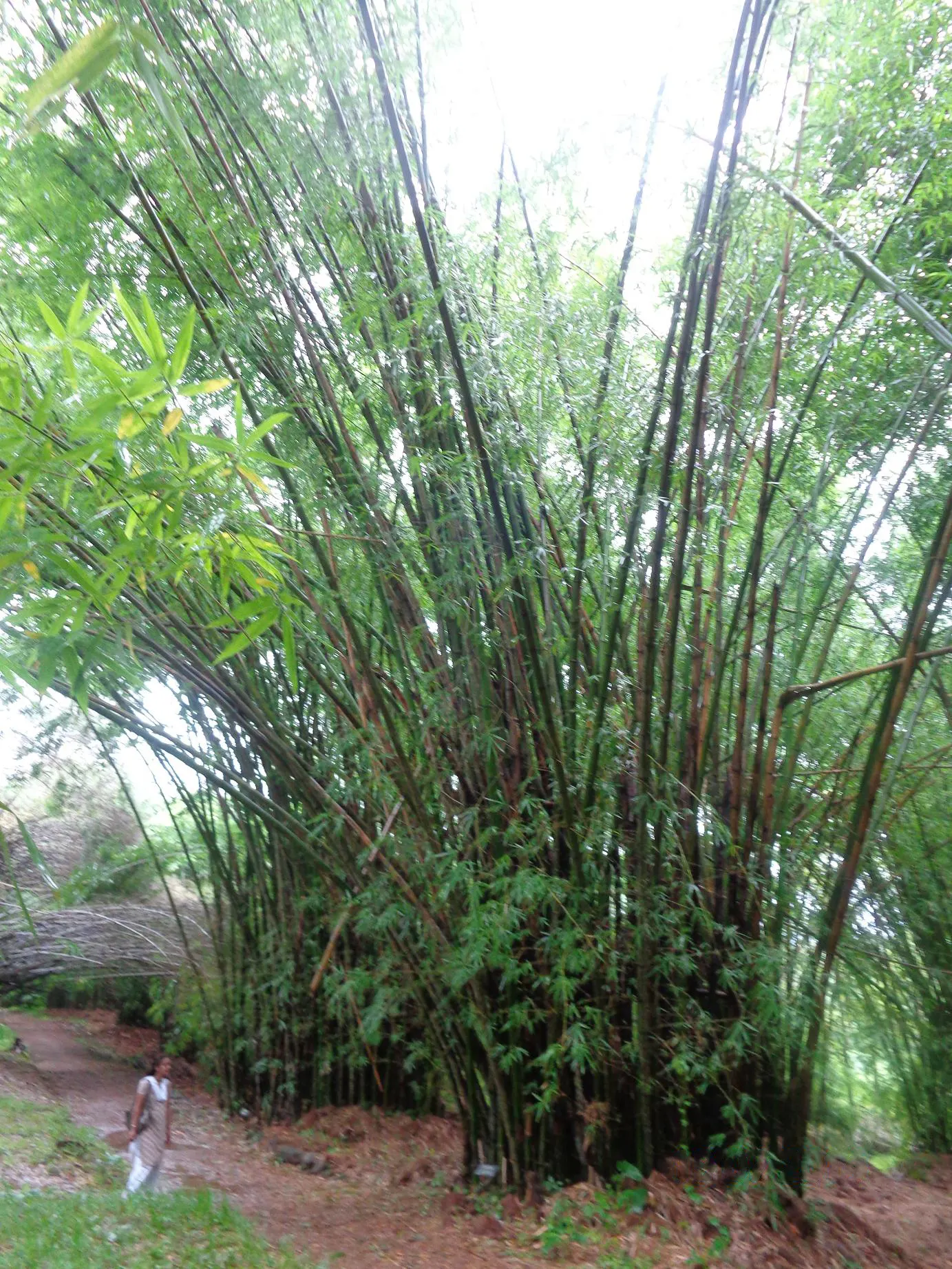 Painted Bamboo (Bambusa Vulgaris 'Vittata') — Painted Bamboo (Bambusa vulgaris 'vittata') is a striking; maturing to heights of 30-40 feet with a cane diameter