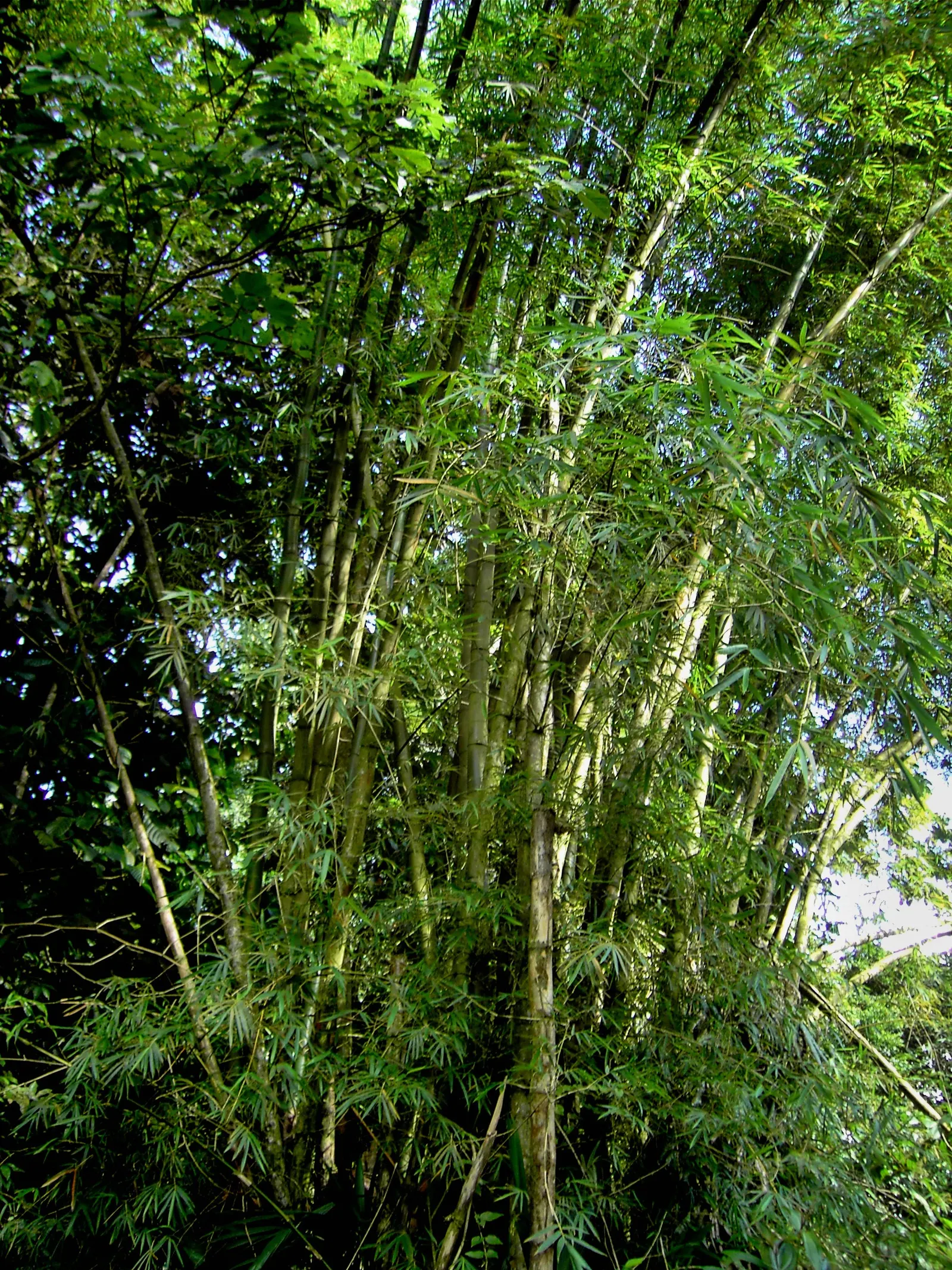 Painted Bamboo (Bambusa Vulgaris 'Vittata') — Maturing to heights of 30-40 feet with a cane diameter of 2-3 inches; regular pruning can help, image 56