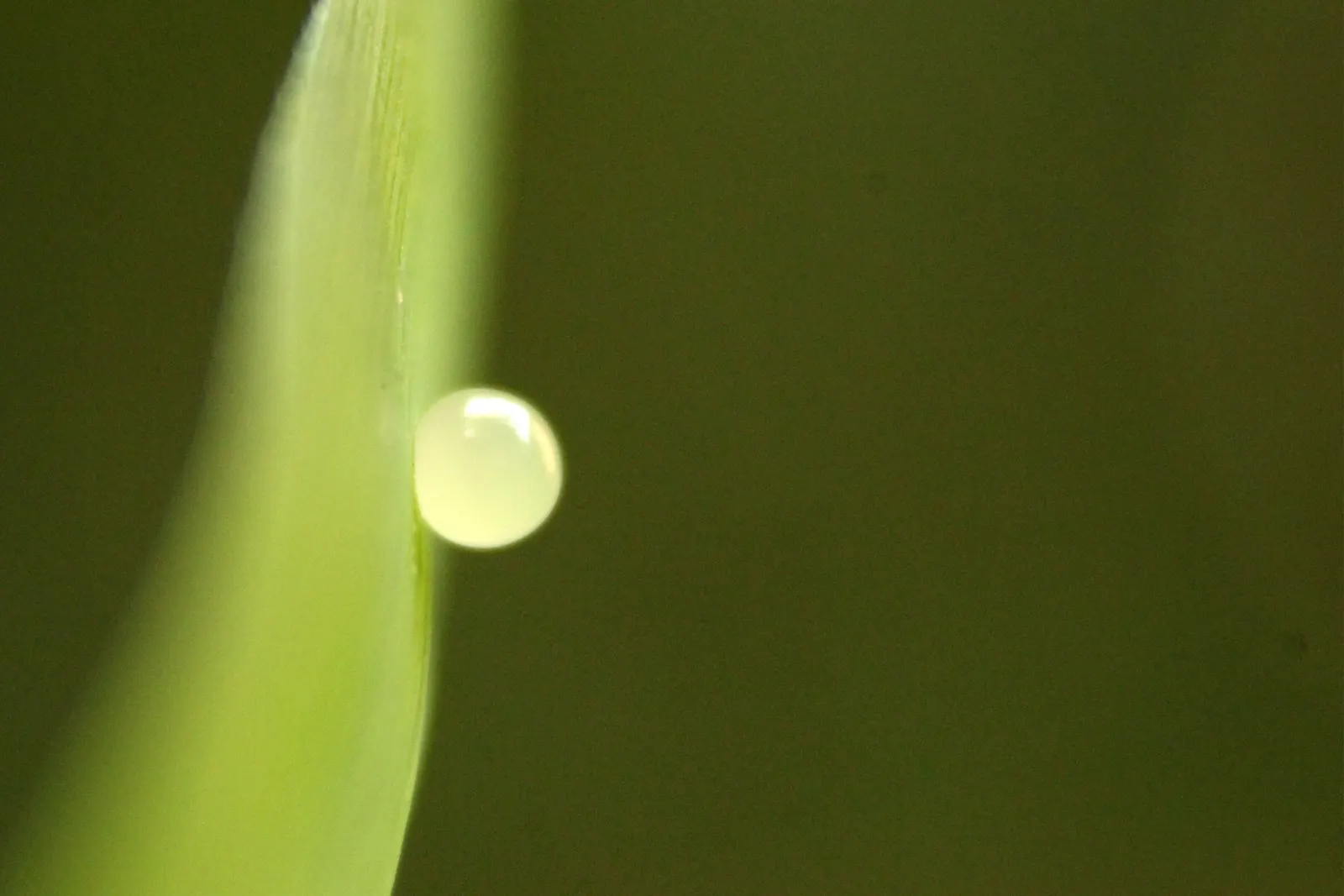 Painted Bamboo (Bambusa Vulgaris 'Vittata') — The clumping growth form, however, generally keeps it more contained than its running bamboo counterparts; mature