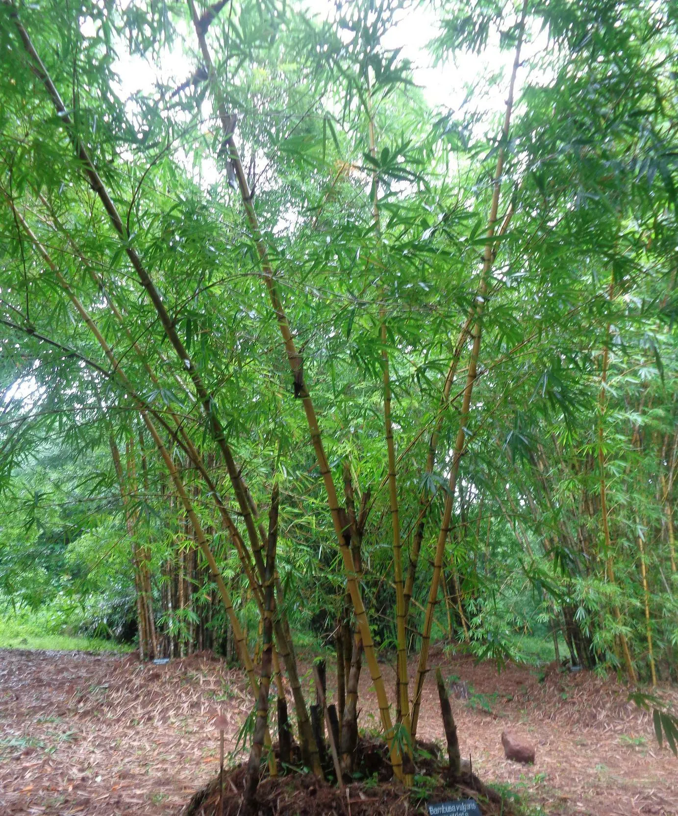 Painted Bamboo (Bambusa Vulgaris 'Vittata') — With moderate water requirements