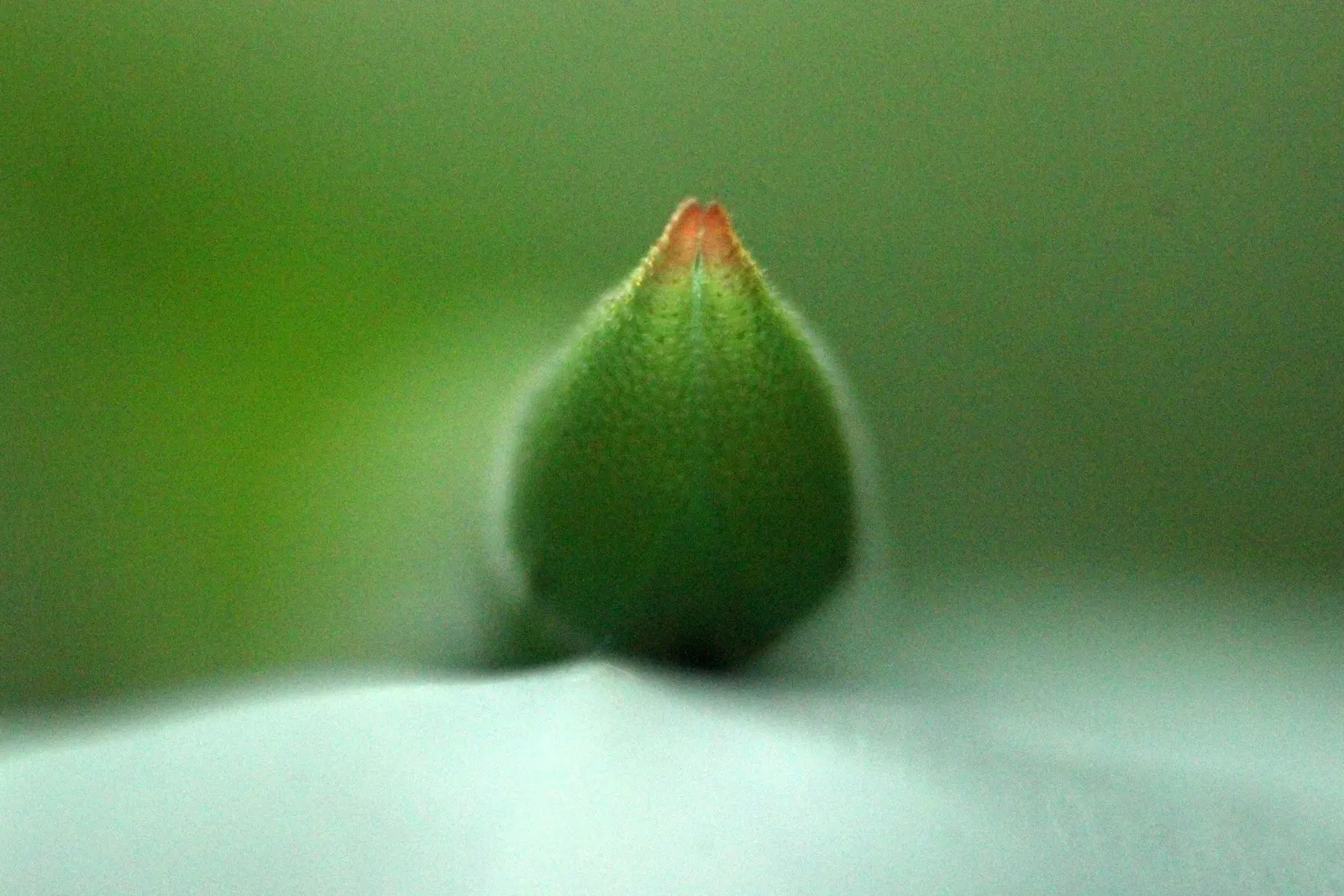 Painted Bamboo (Bambusa Vulgaris 'Vittata') — commonly known as Painted Bamboo; yet manageable with regular maintenance