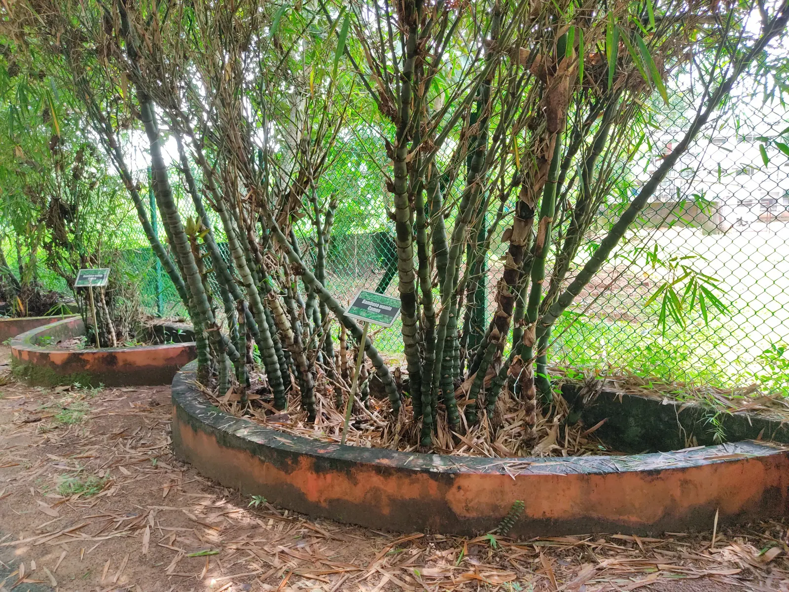Painted Bamboo (Bambusa Vulgaris 'Vittata') — it's relatively low maintenance; requiring only occasional watering once established