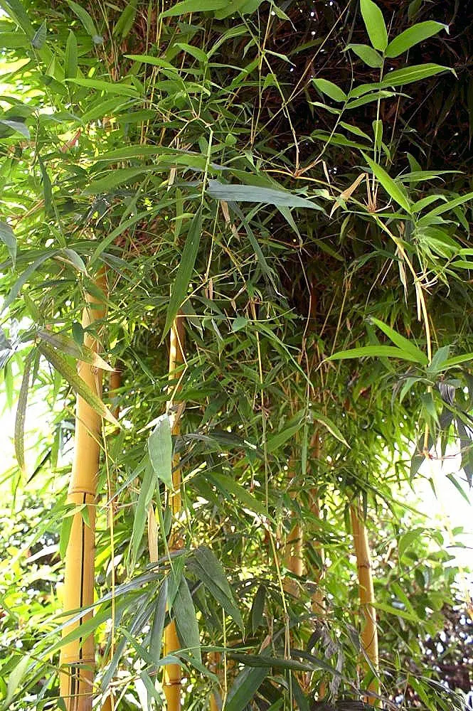 Painted Bamboo (Bambusa Vulgaris 'Vittata') — is a striking ornamental species that can bring an exotic flair to any landscape