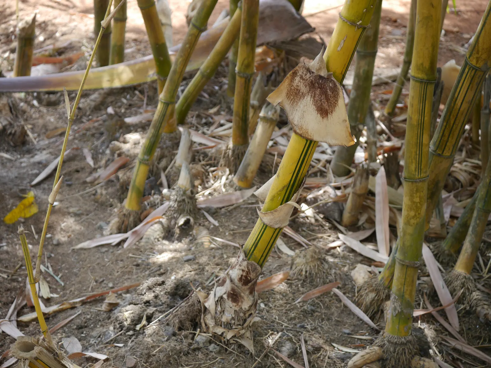 Painted Bamboo (Bambusa Vulgaris 'Vittata') — With moderate water requirements; golden-yellow culms (stems) adorned with irregular green stripes, image 69