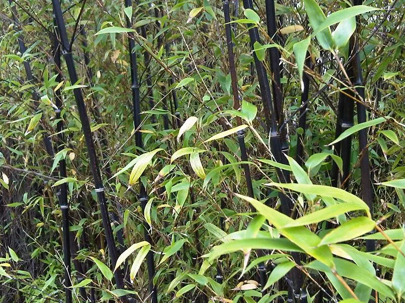 Painted Bamboo (Bambusa Vulgaris 'Vittata') — Painted Bamboo thrives in full sun to partial shade and prefers moist