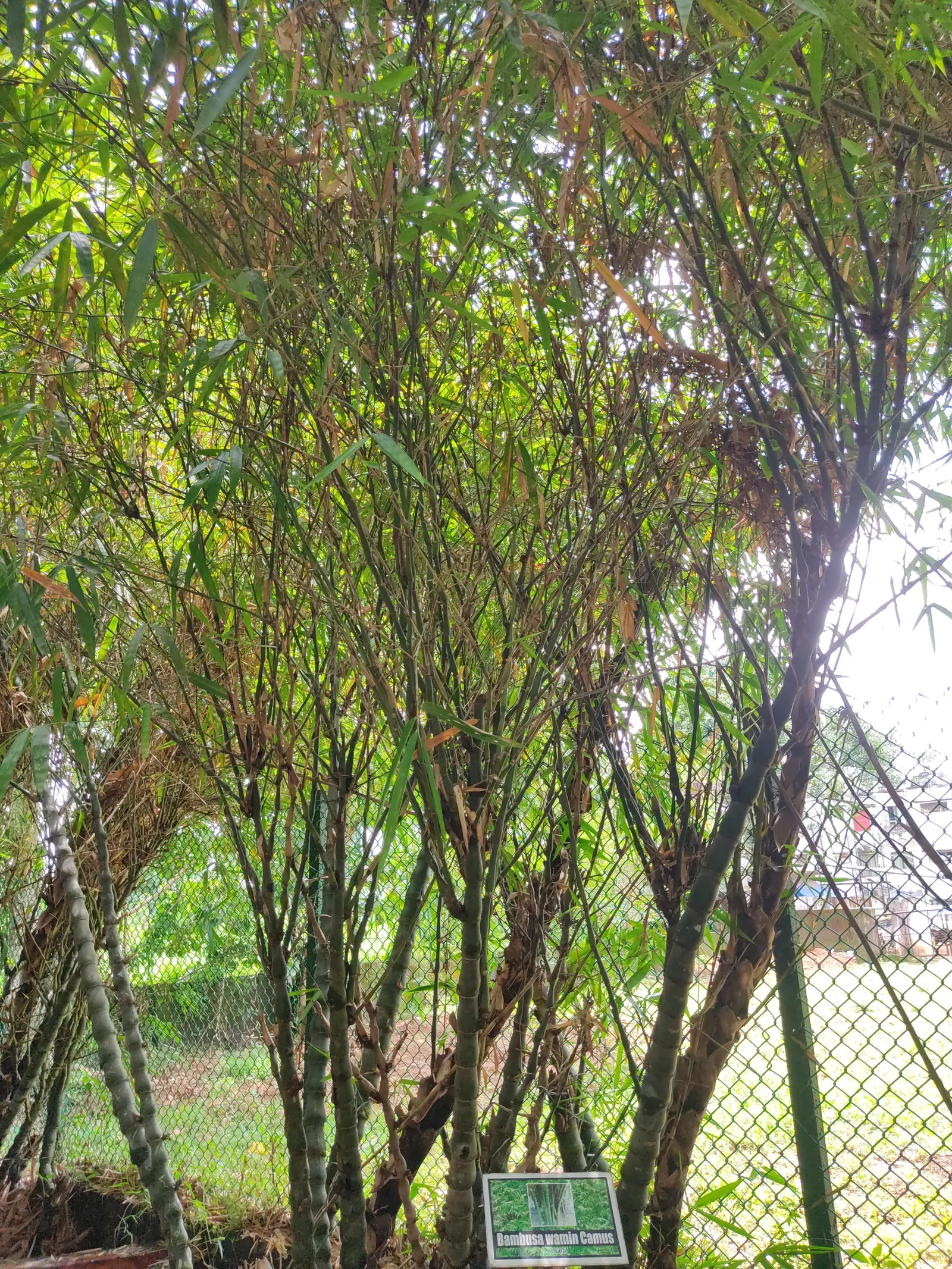 Painted Bamboo (Bambusa Vulgaris 'Vittata') — yet manageable with regular maintenance