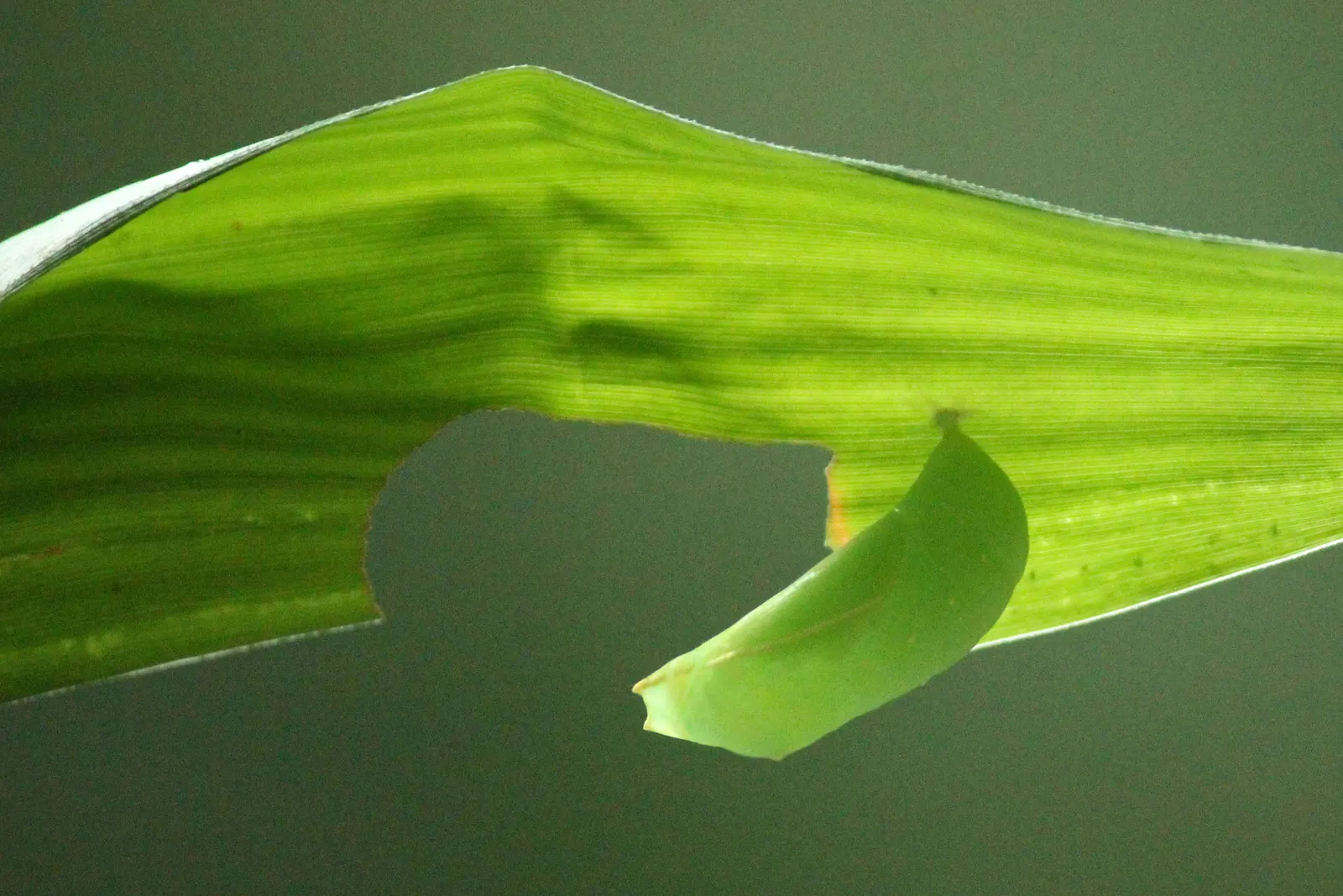 Painted Bamboo (Bambusa Vulgaris 'Vittata') — providing a strong visual impact