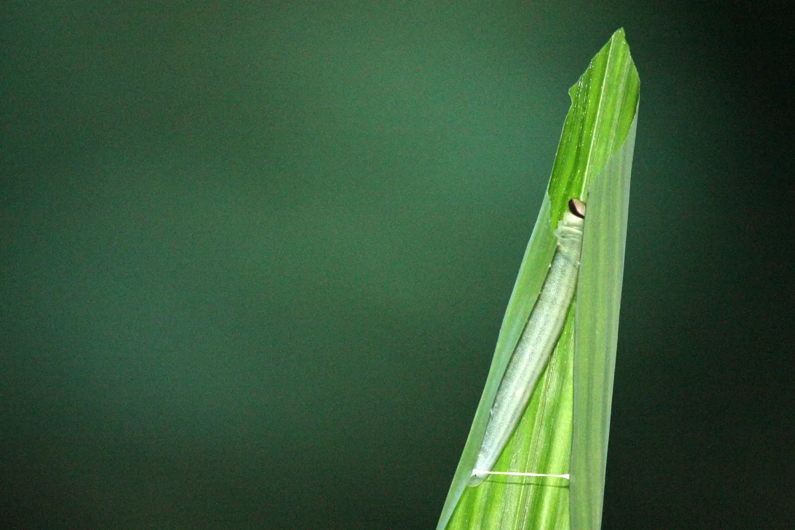 Painted Bamboo (Bambusa Vulgaris 'Vittata') — The clumping growth form, however, generally keeps it more contained than its running bamboo, image 73