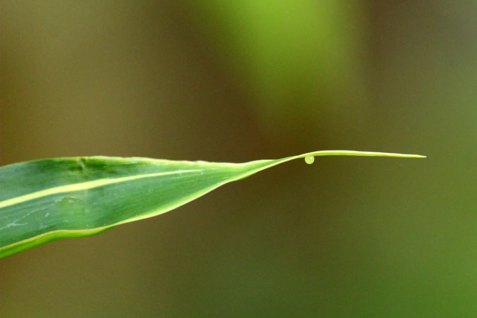Painted Bamboo (Bambusa Vulgaris 'Vittata') — bamboo for full