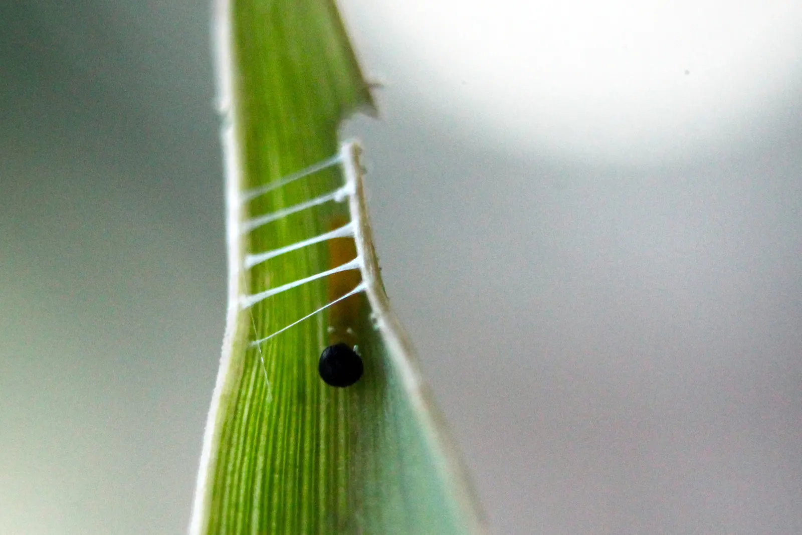 Painted Bamboo (Bambusa Vulgaris 'Vittata') — Maturing to heights of 30-40 feet with a cane diameter of 2-3 inches; regular pruning can help, image 82