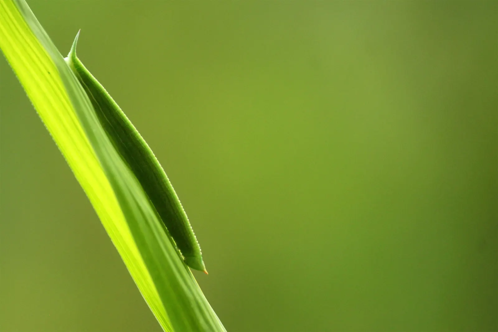Painted Bamboo (Bambusa Vulgaris 'Vittata') — Painted Bamboo thrives in full sun to partial shade and prefers moist; it prefers full sun to partial shade and