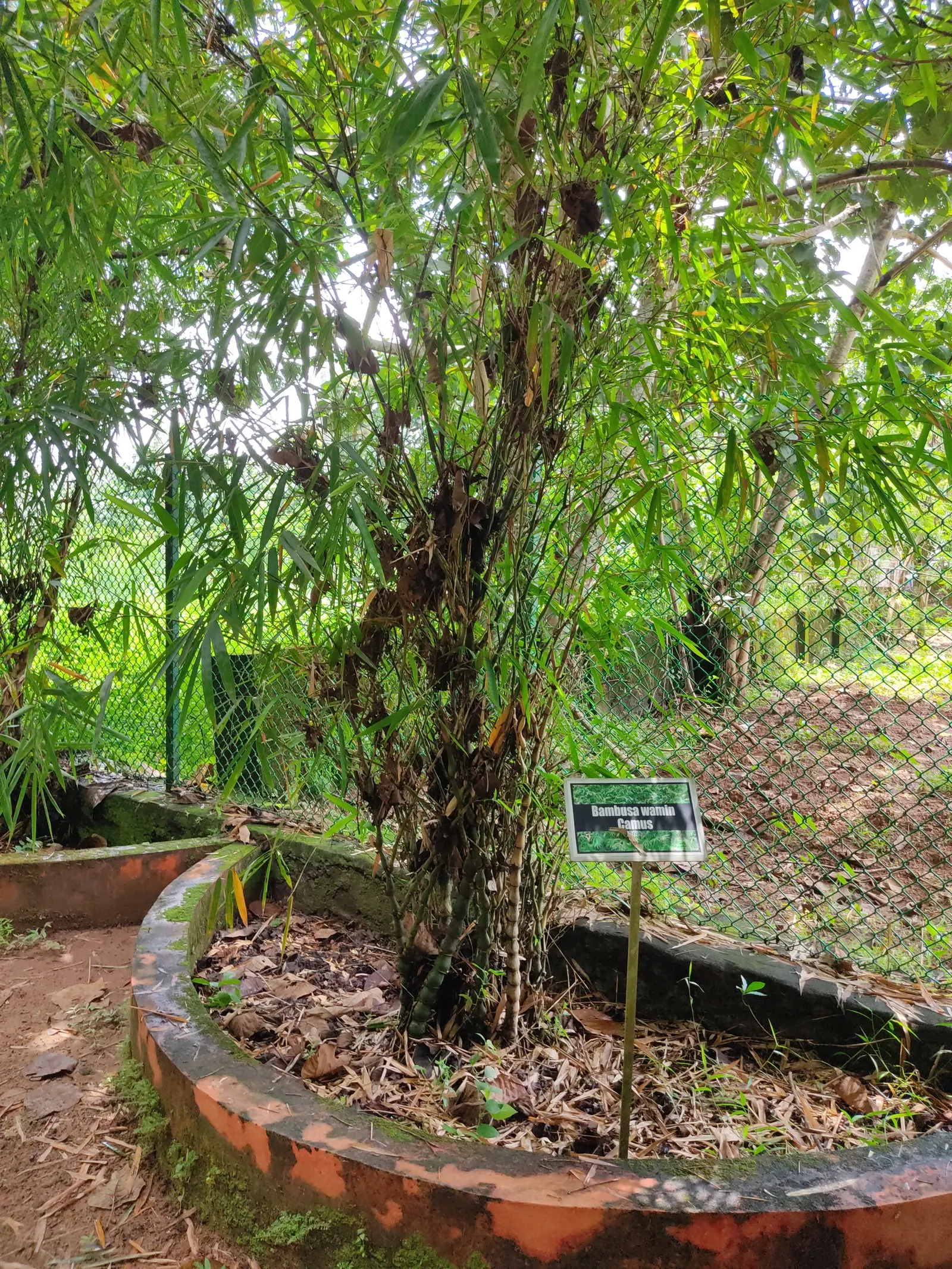 Painted Bamboo (Bambusa Vulgaris 'Vittata') — golden-yellow culms (stems) adorned with irregular green stripes; providing a strong visual impact