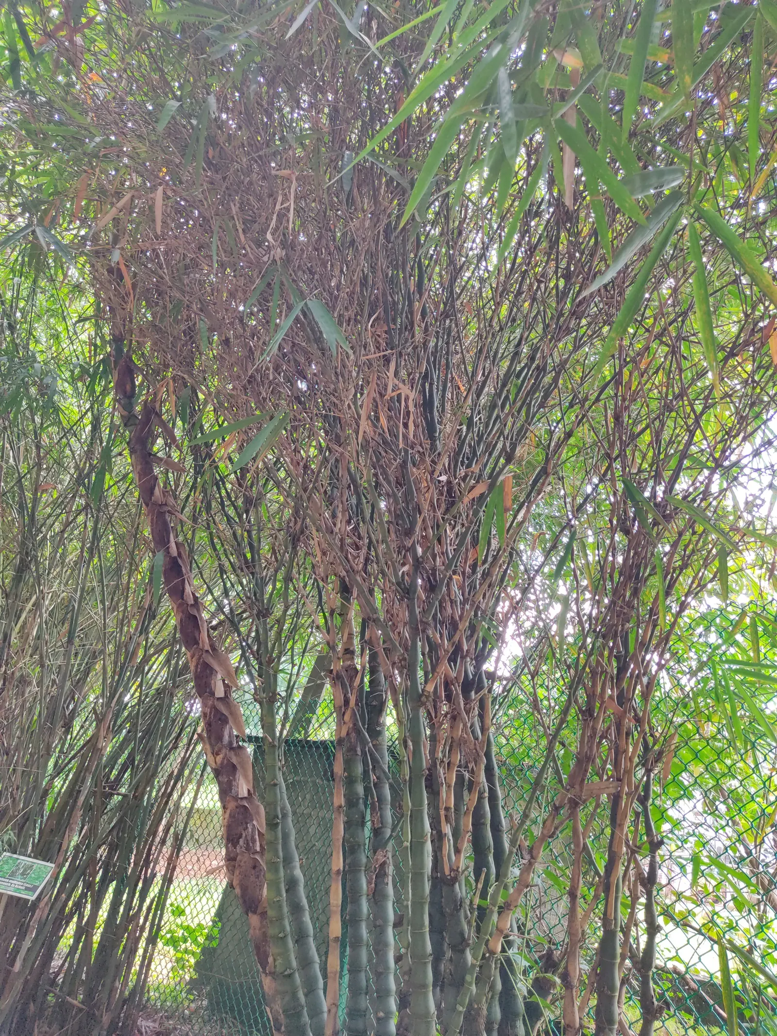 Painted Bamboo (Bambusa Vulgaris 'Vittata') — it's fast-growing and resilient; consider its rapid growth and expansive nature, image 85
