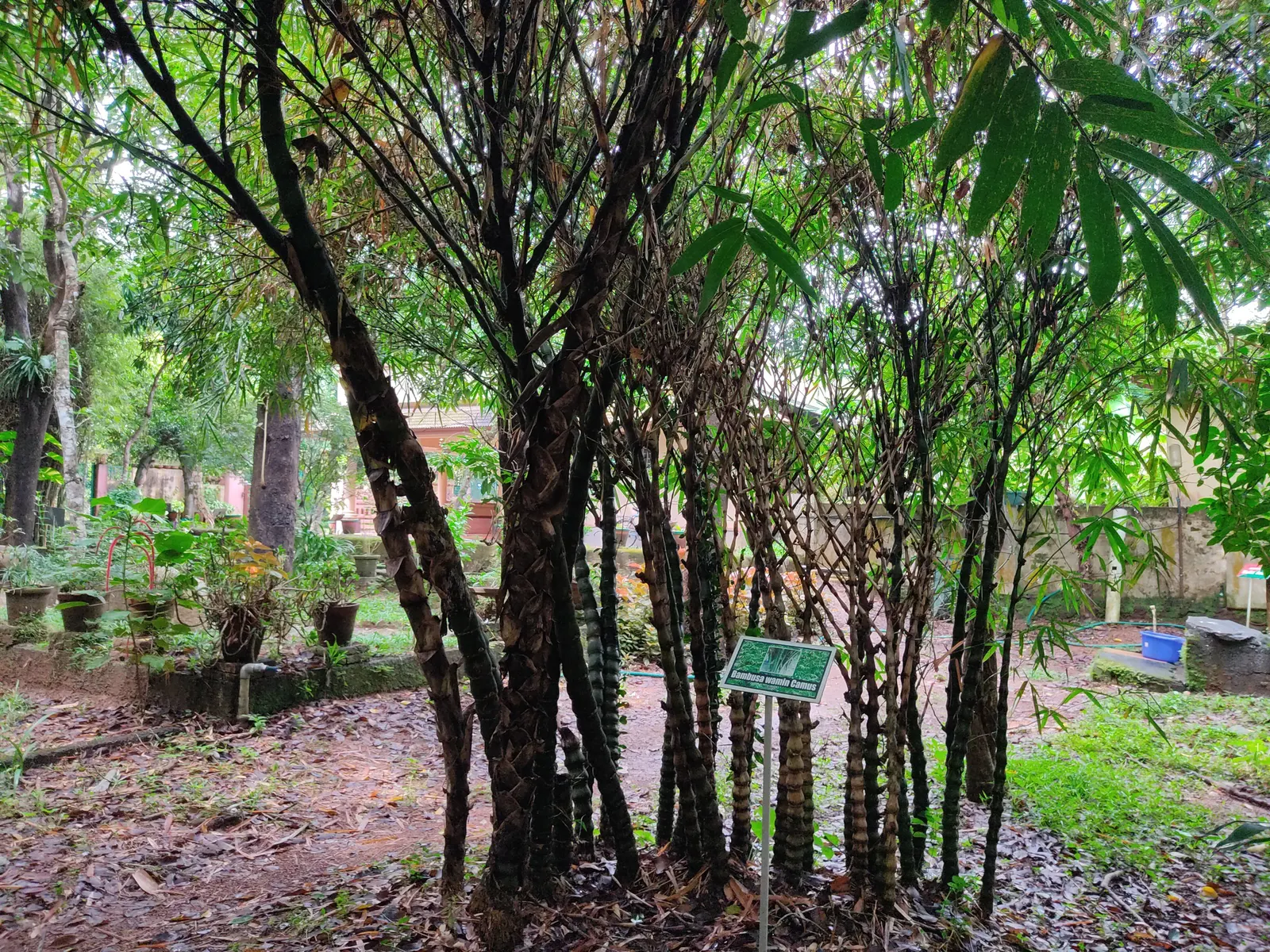 Painted Bamboo (Bambusa Vulgaris 'Vittata') — which seem meticulously hand-painted by nature's brush