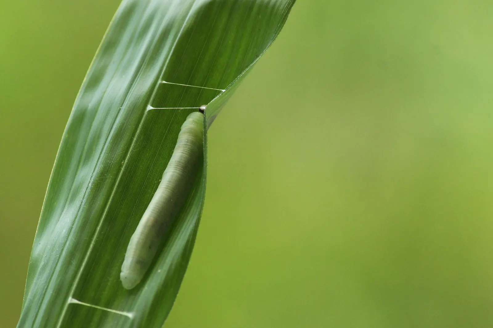 Painted Bamboo (Bambusa Vulgaris 'Vittata') — This clumping bamboo is renowned for its vivid