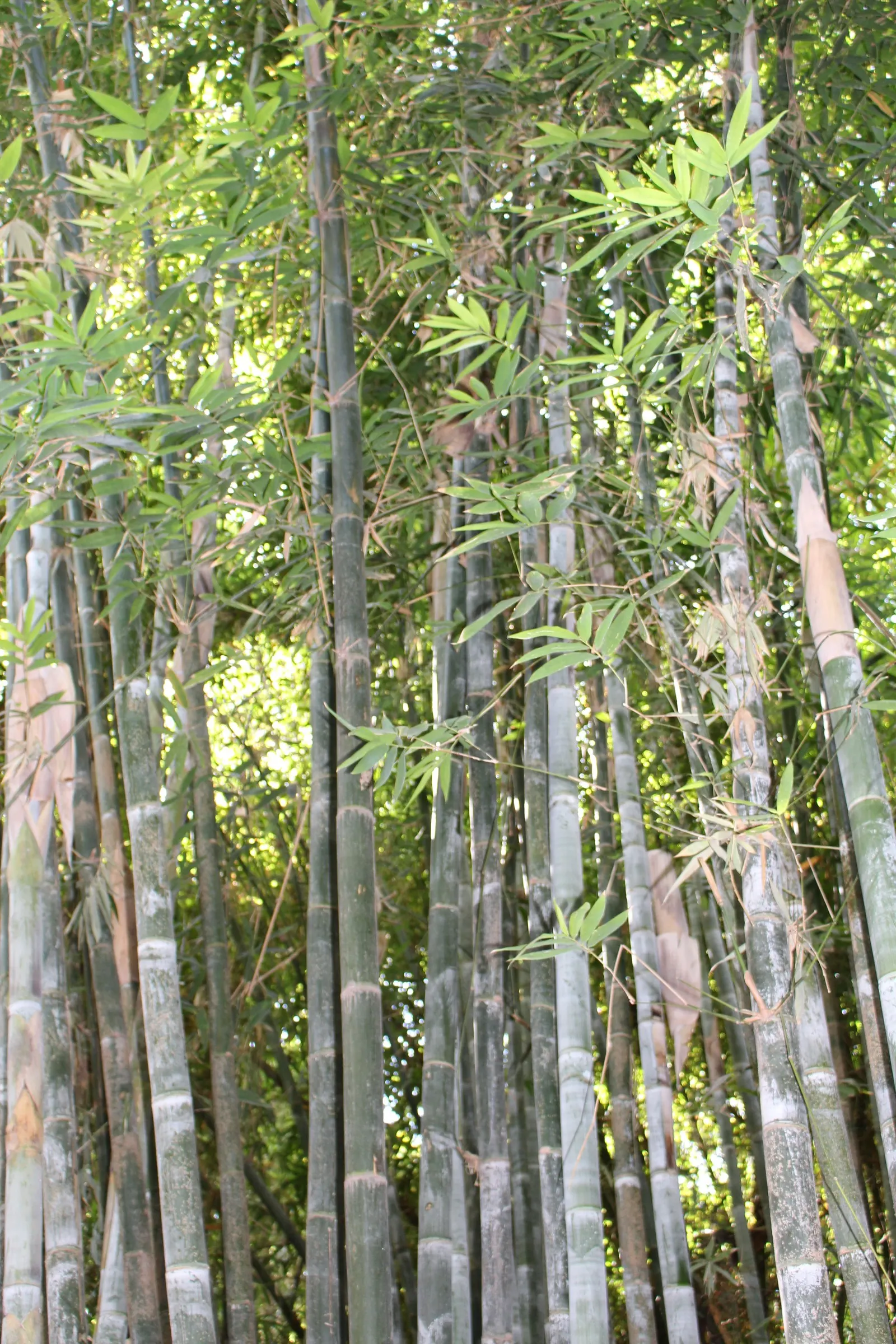 Painted Bamboo (Bambusa Vulgaris 'Vittata') — which seem meticulously hand-painted by nature's brush; is a striking ornamental species that can, image 65