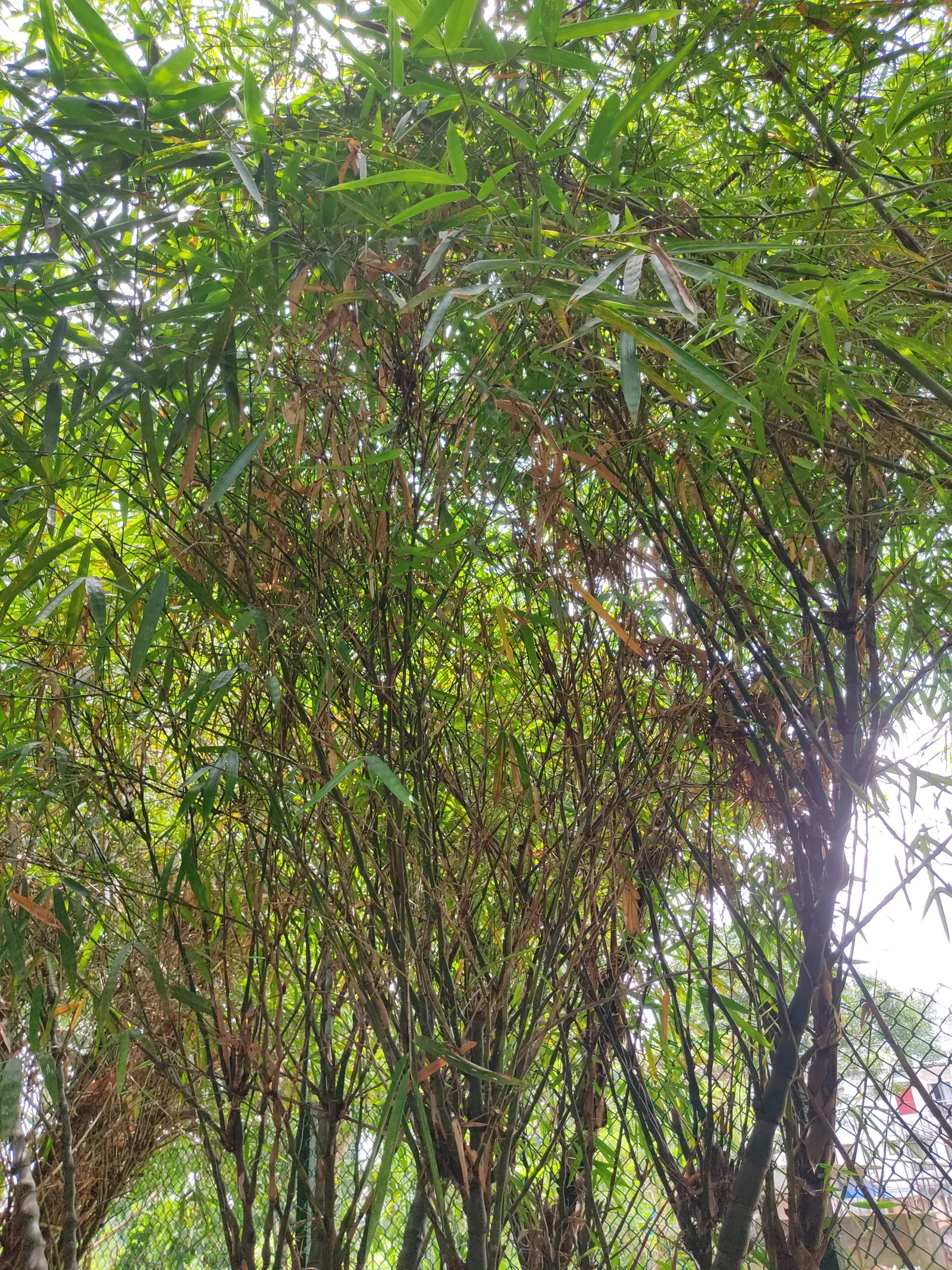 Painted Bamboo (Bambusa Vulgaris 'Vittata') — Maturing to heights of 30-40 feet with a cane diameter of 2-3 inches