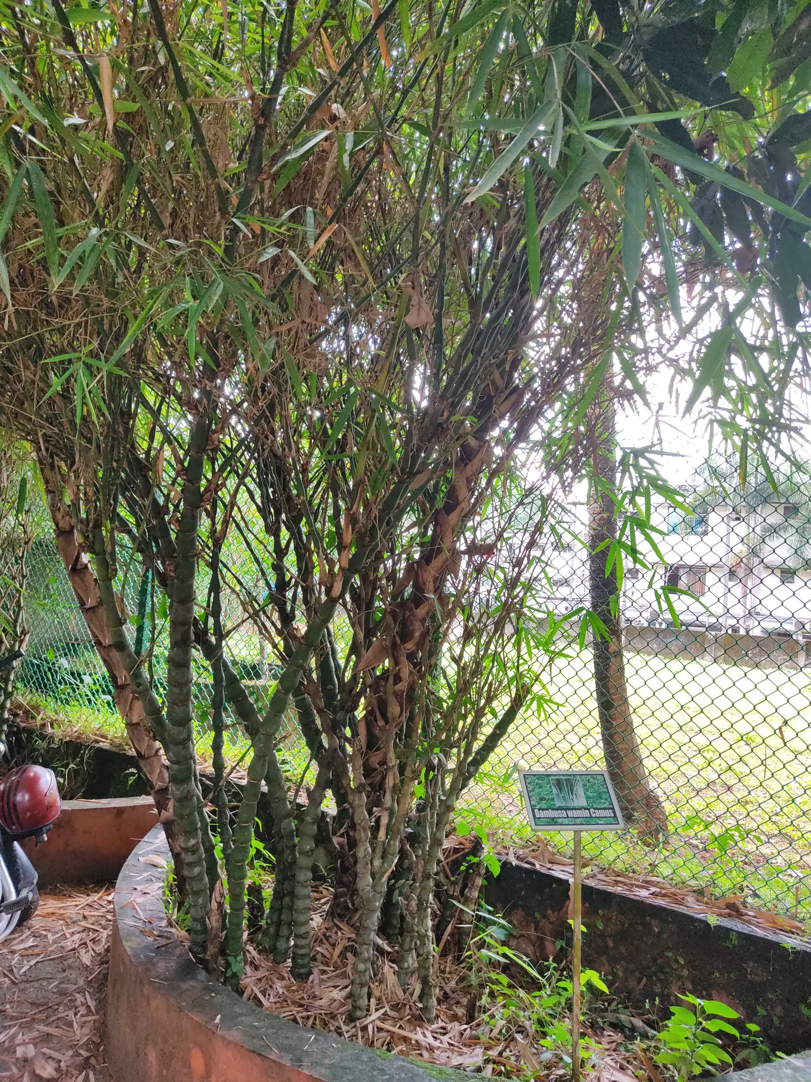 Painted Bamboo (Bambusa Vulgaris 'Vittata') — providing a strong visual impact; it's relatively low maintenance
