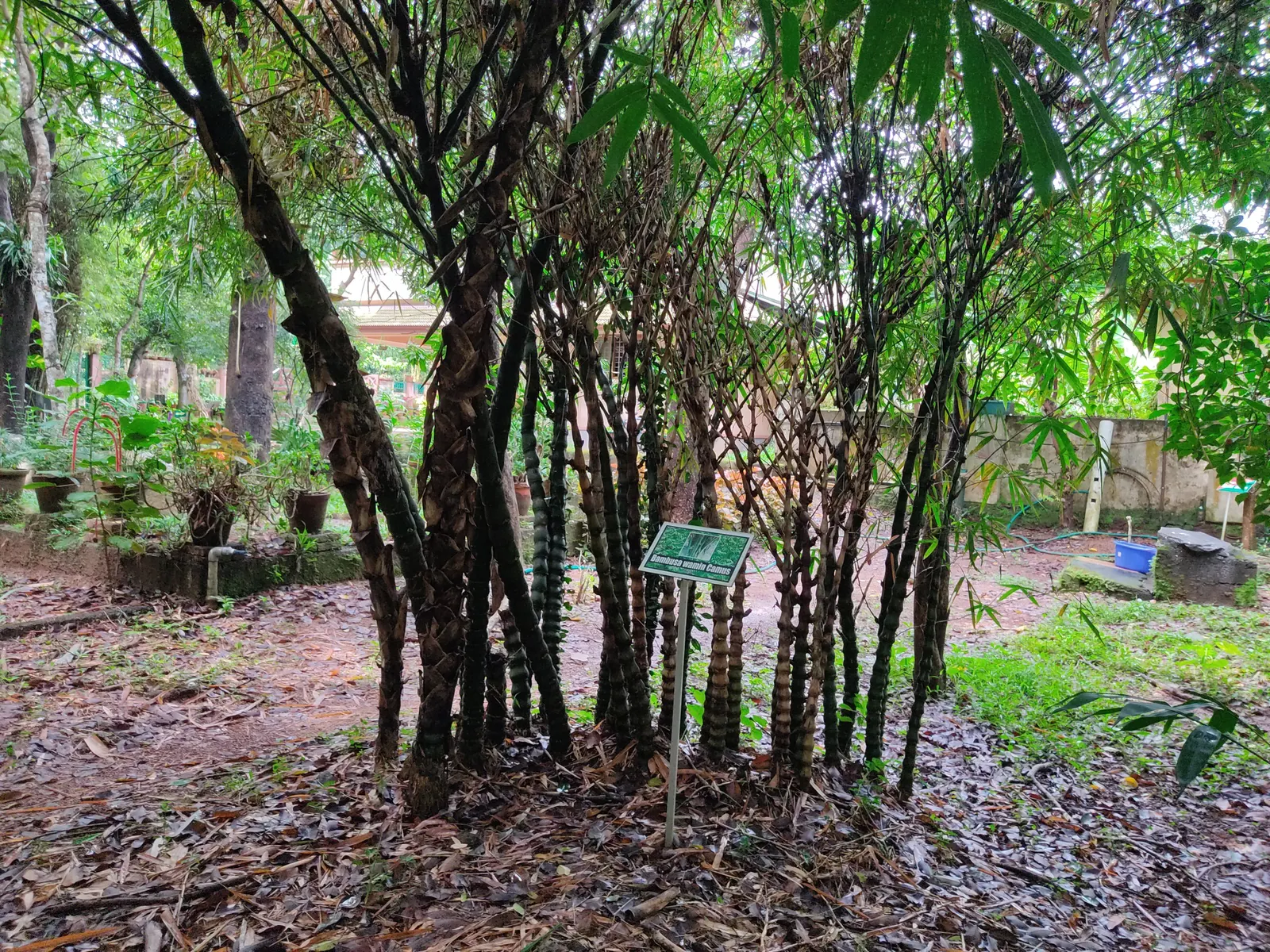 Painted Bamboo (Bambusa Vulgaris 'Vittata') — which seem meticulously hand-painted by nature's brush; is a striking ornamental species that can bring an exotic