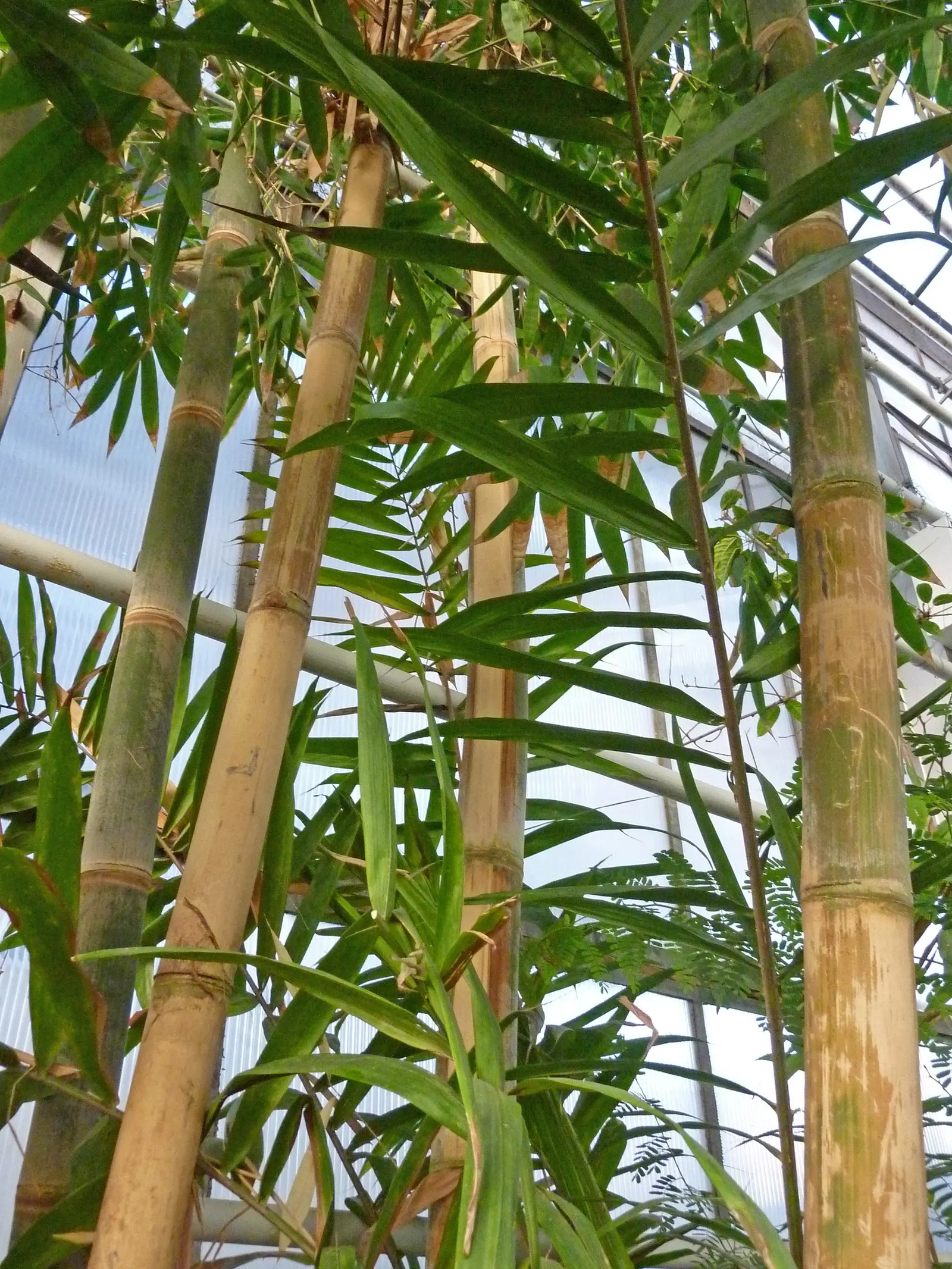 Painted Bamboo (Bambusa Vulgaris 'Vittata') — it's relatively low maintenance; requiring only occasional watering once established, image 70
