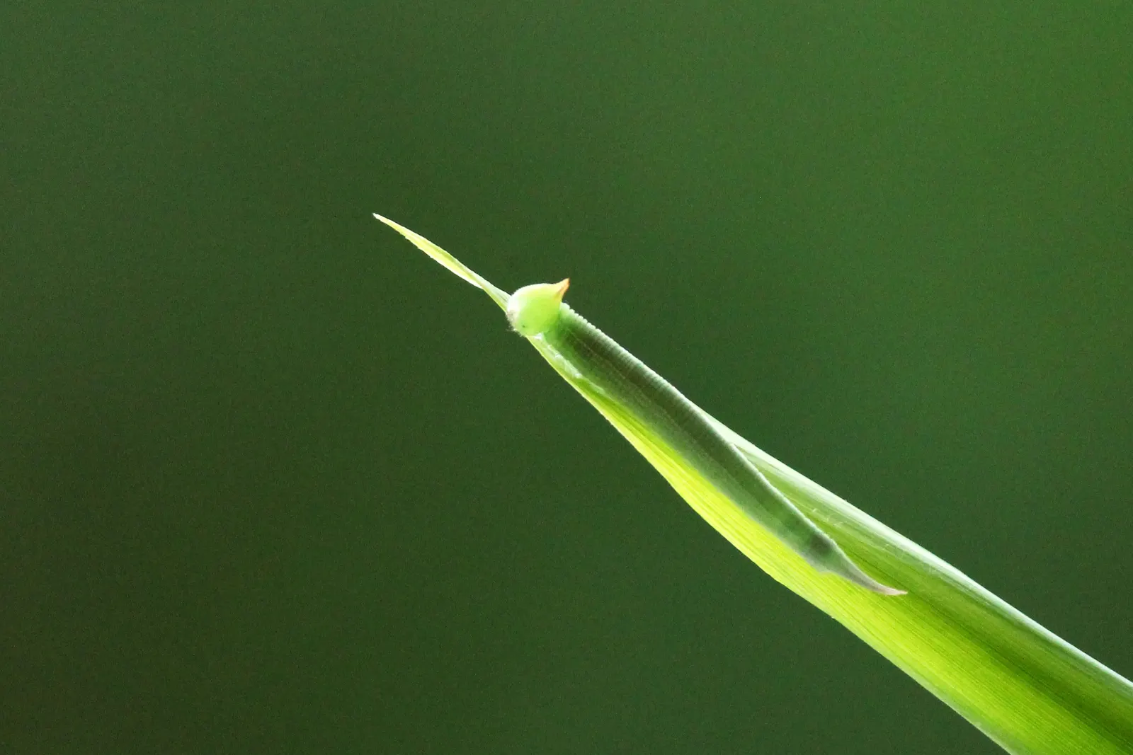Painted Bamboo (Bambusa Vulgaris 'Vittata') — Mature culms can reach impressive heights of 40 to 50 feet with a diameter of about 2 to 3 inches; with moderate