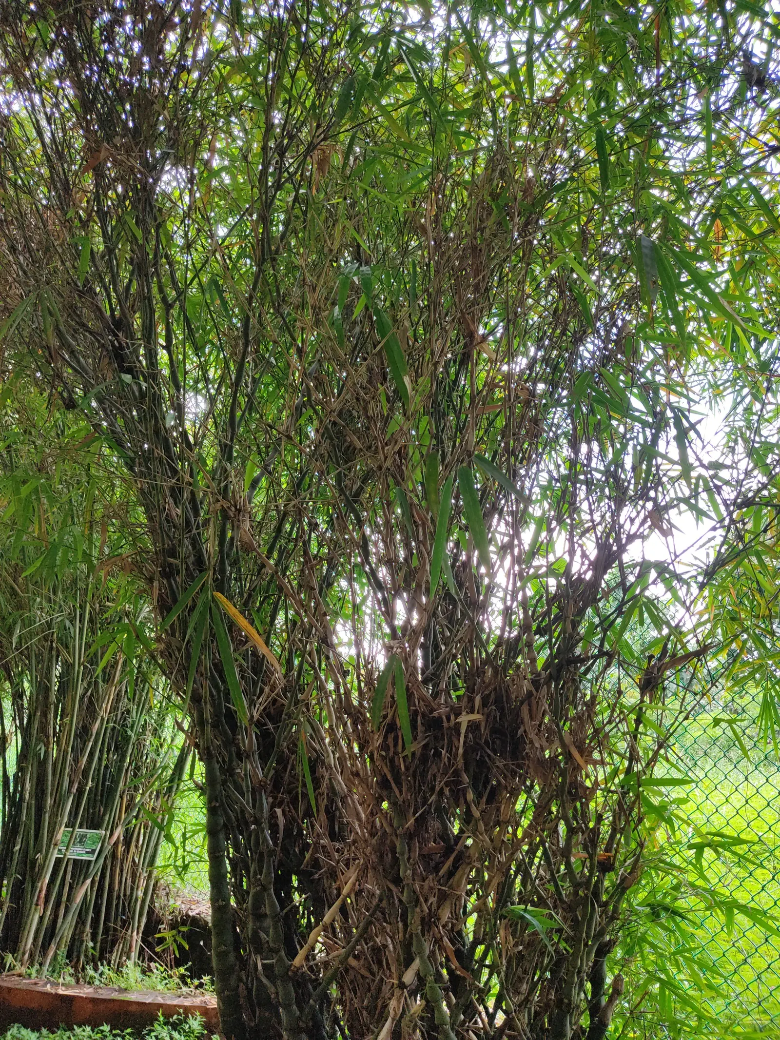 Painted Bamboo (Bambusa Vulgaris 'Vittata') — <br><br>Painted Bamboo's tall; the clumping growth form, however, generally keeps it more contained, image 74