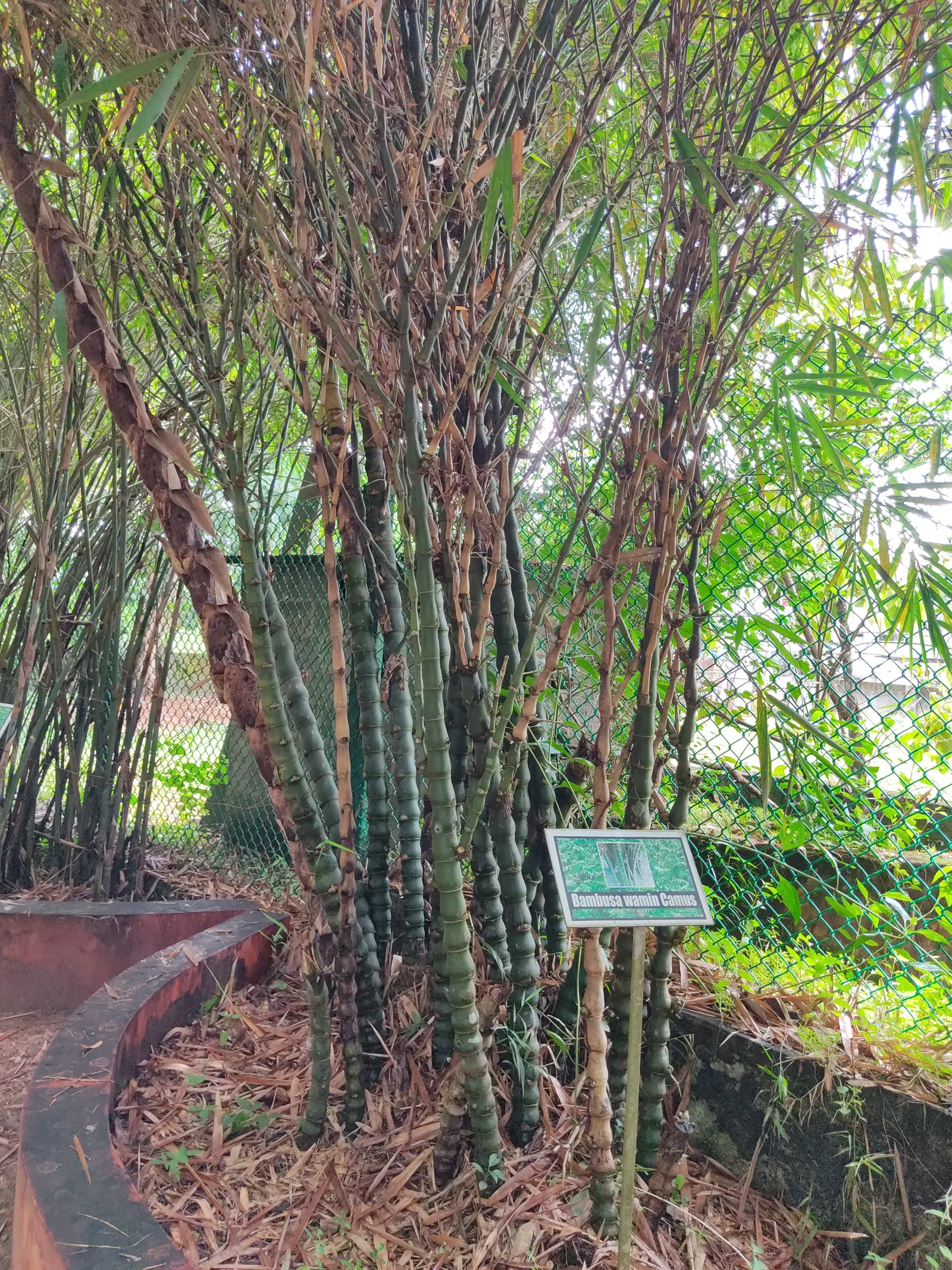 Painted Bamboo (Bambusa Vulgaris 'Vittata') — requiring only occasional watering once established; bamboo for full