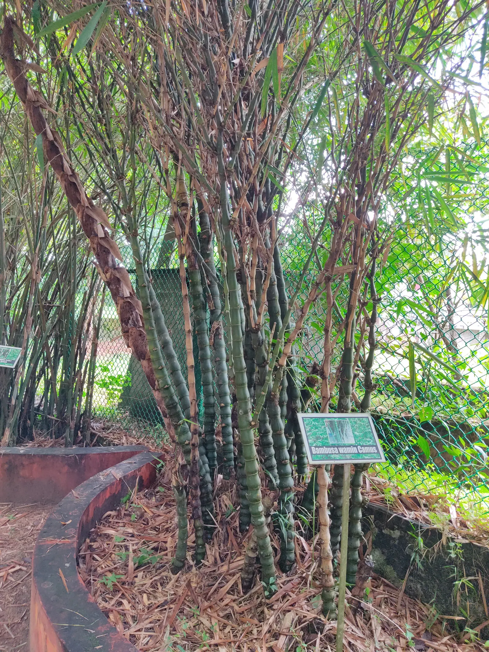 Painted Bamboo (Bambusa Vulgaris 'Vittata') — commonly known as Painted Bamboo; yet manageable with regular maintenance, image 61