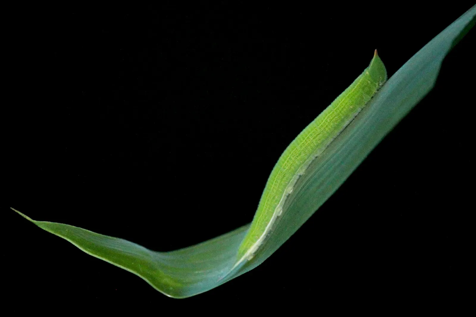 Painted Bamboo (Bambusa Vulgaris 'Vittata') — consider its rapid growth and expansive nature; it's fast-growing and resilient