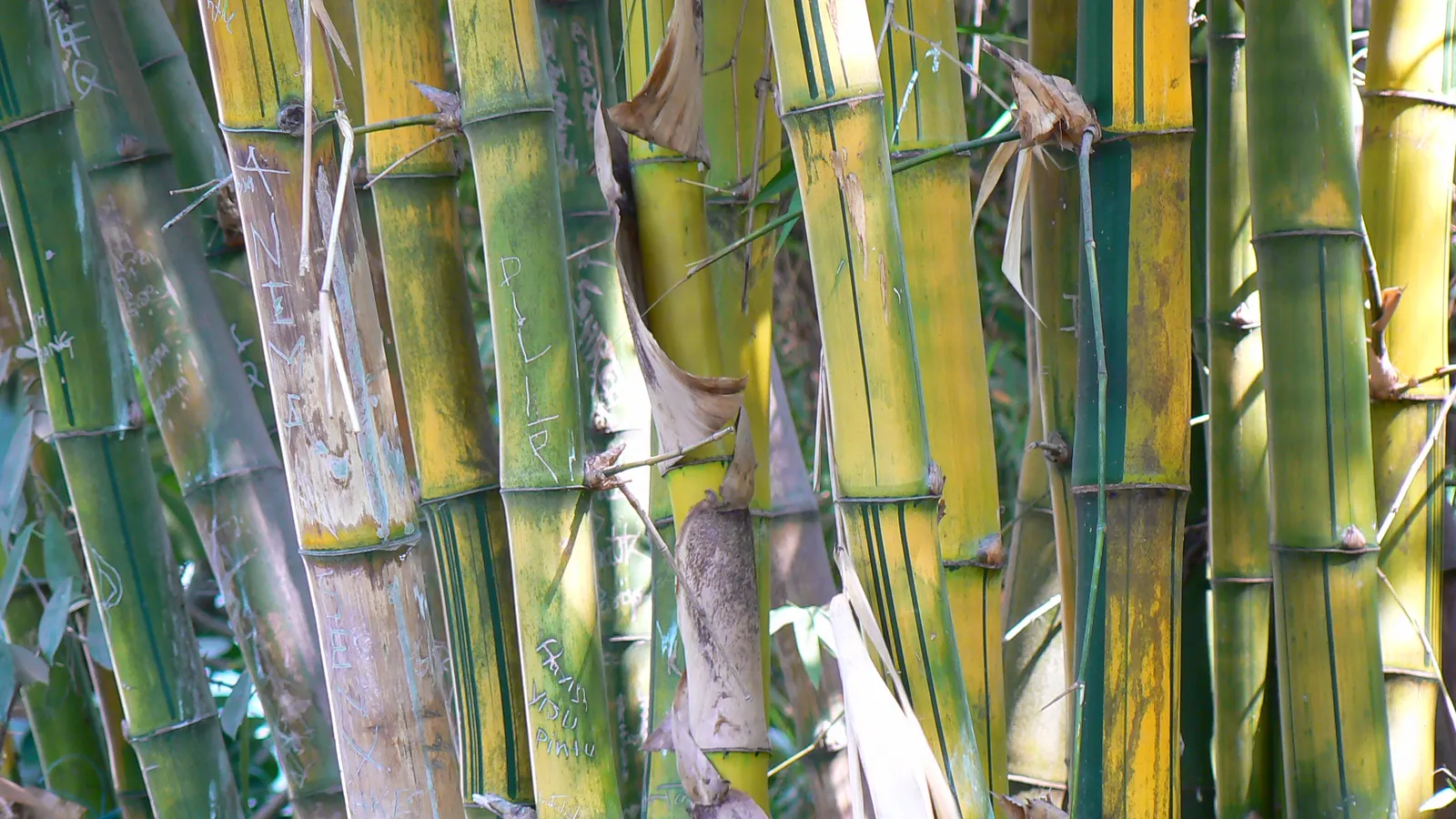 Painted Bamboo (Bambusa Vulgaris 'Vittata') — making this bamboo a substantial presence in a garden setting.<br><br>Ideal for USDA Hardiness Zones 9 to 11
