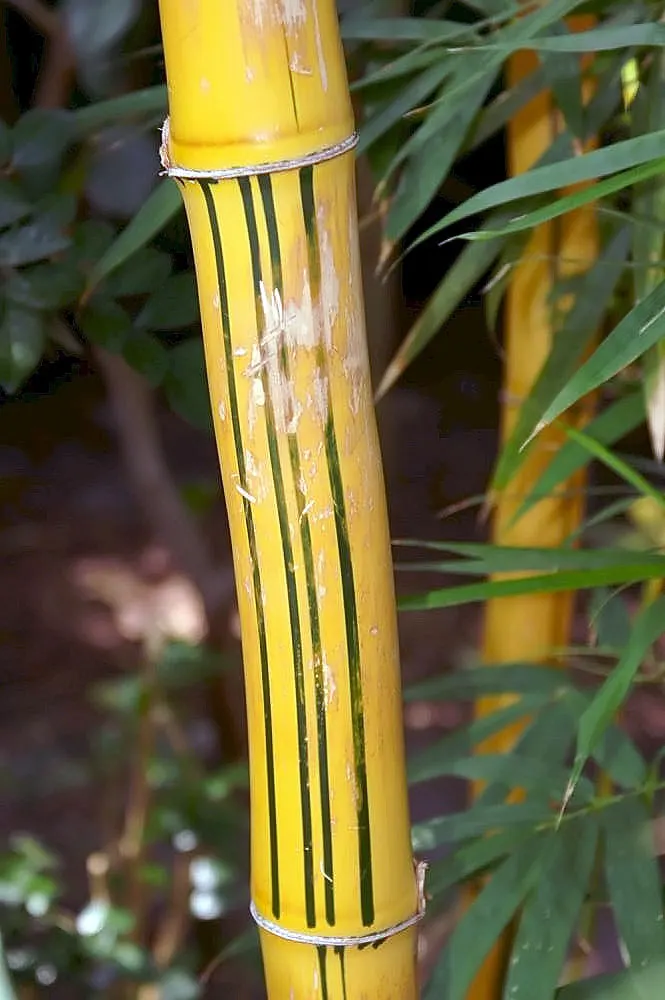Painted Bamboo (Bambusa Vulgaris 'Vittata') — requiring only occasional watering once established; bamboo for full, image 71