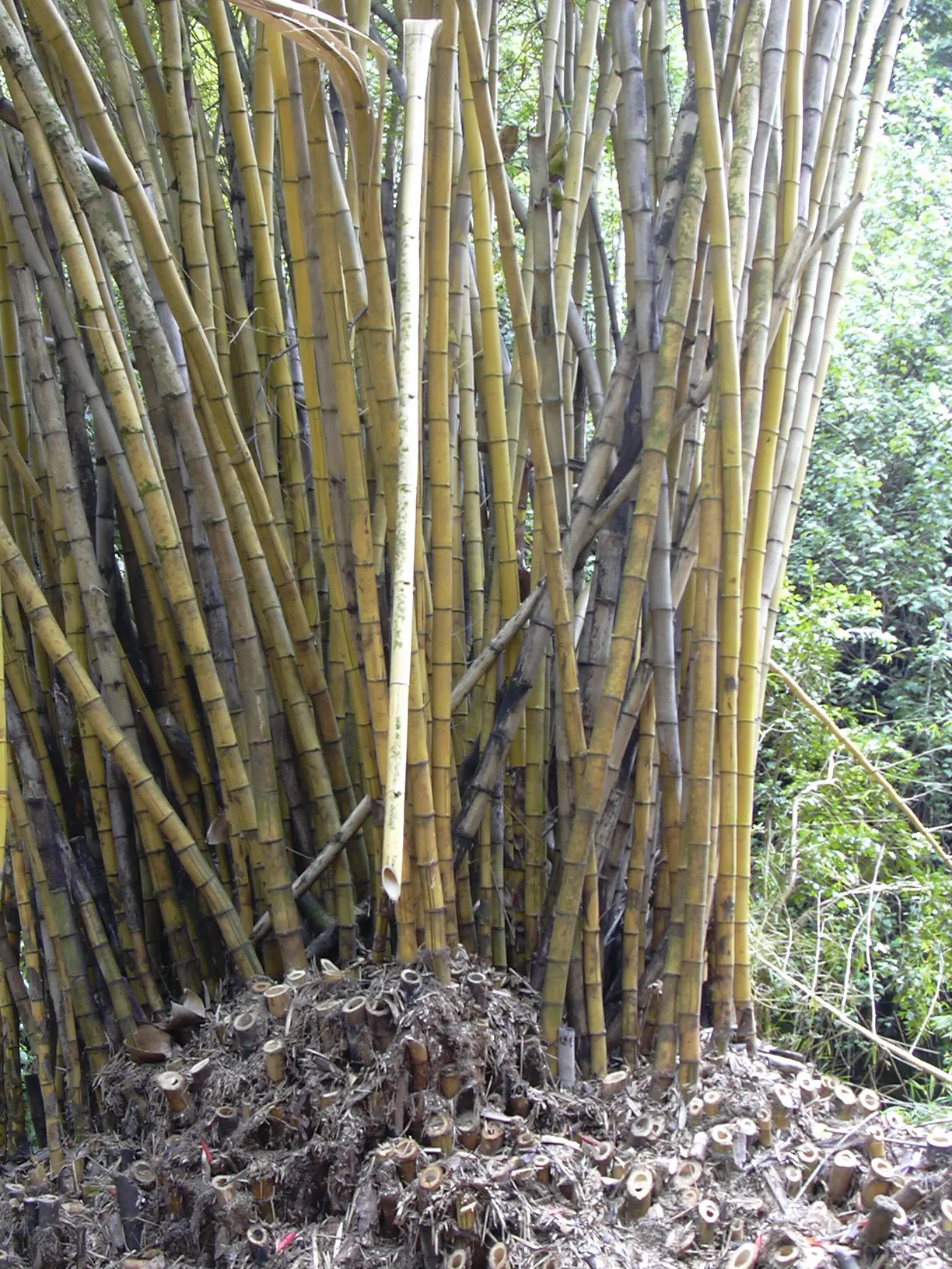Painted Bamboo (Bambusa Vulgaris 'Vittata') — consider its rapid growth and expansive nature